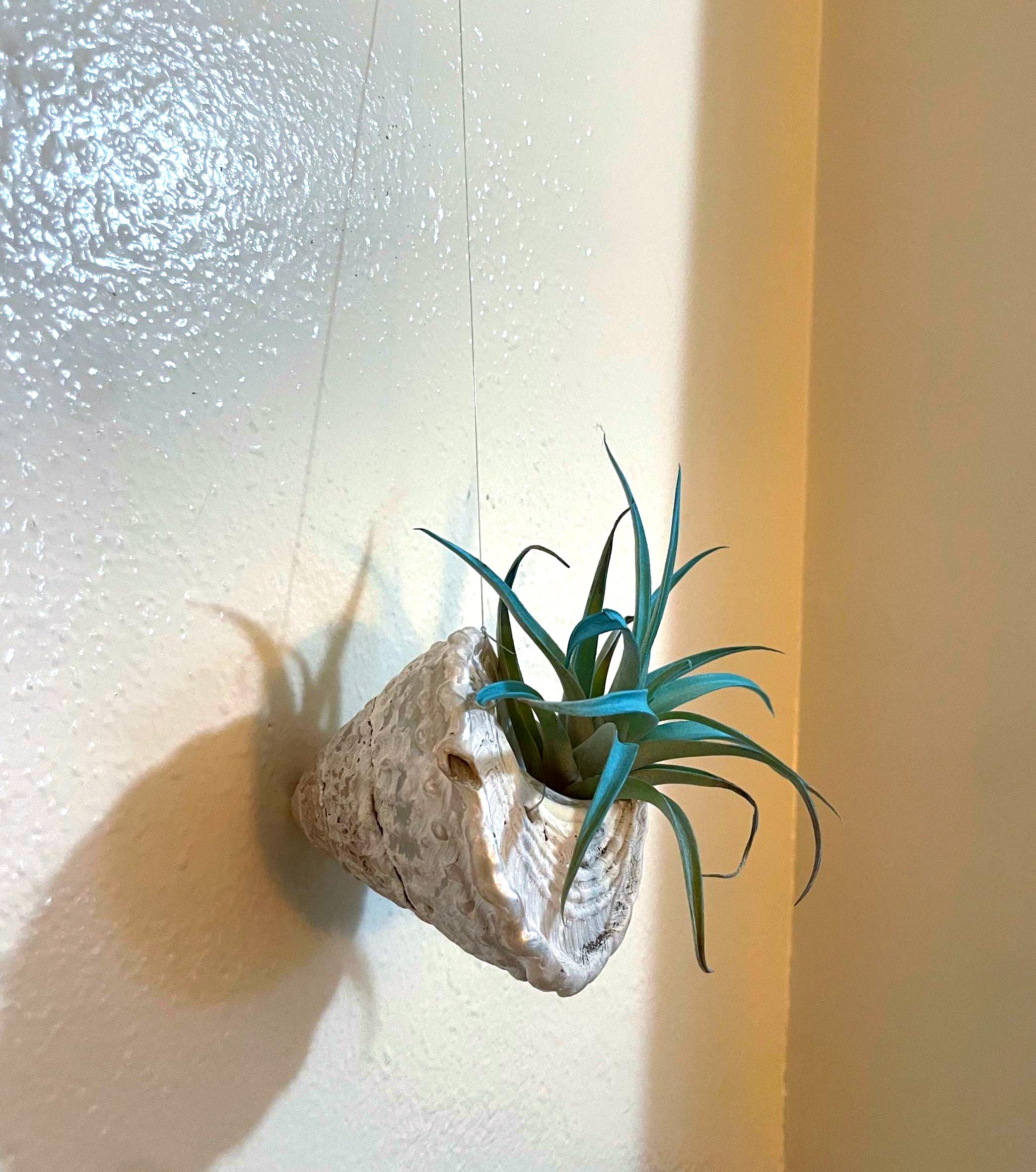 Wavy Turban Shell Air Plant Hanger