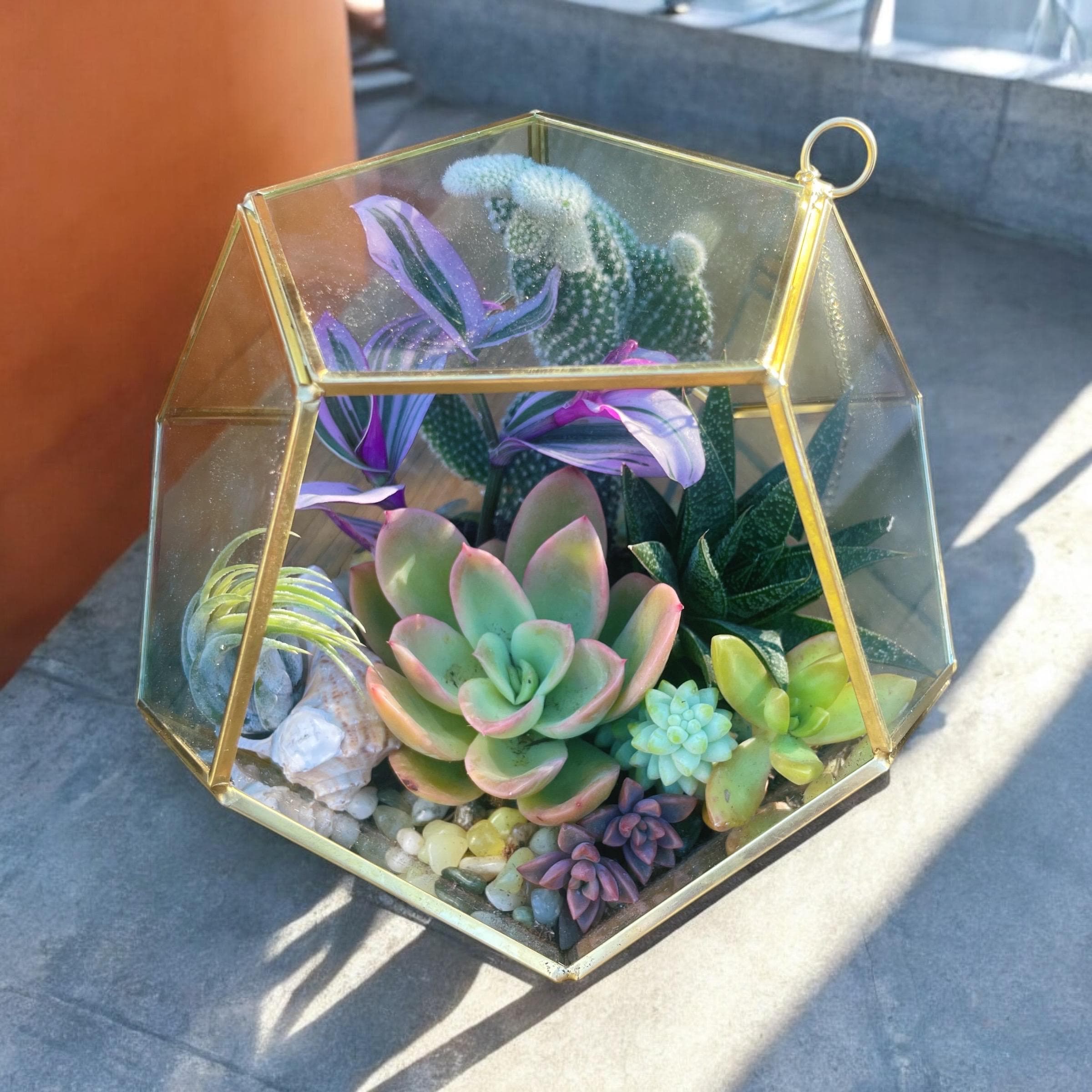DIY Terrarium Kit with Live Succulents & Cactus | Build Your Own Glass Terrarium Garden