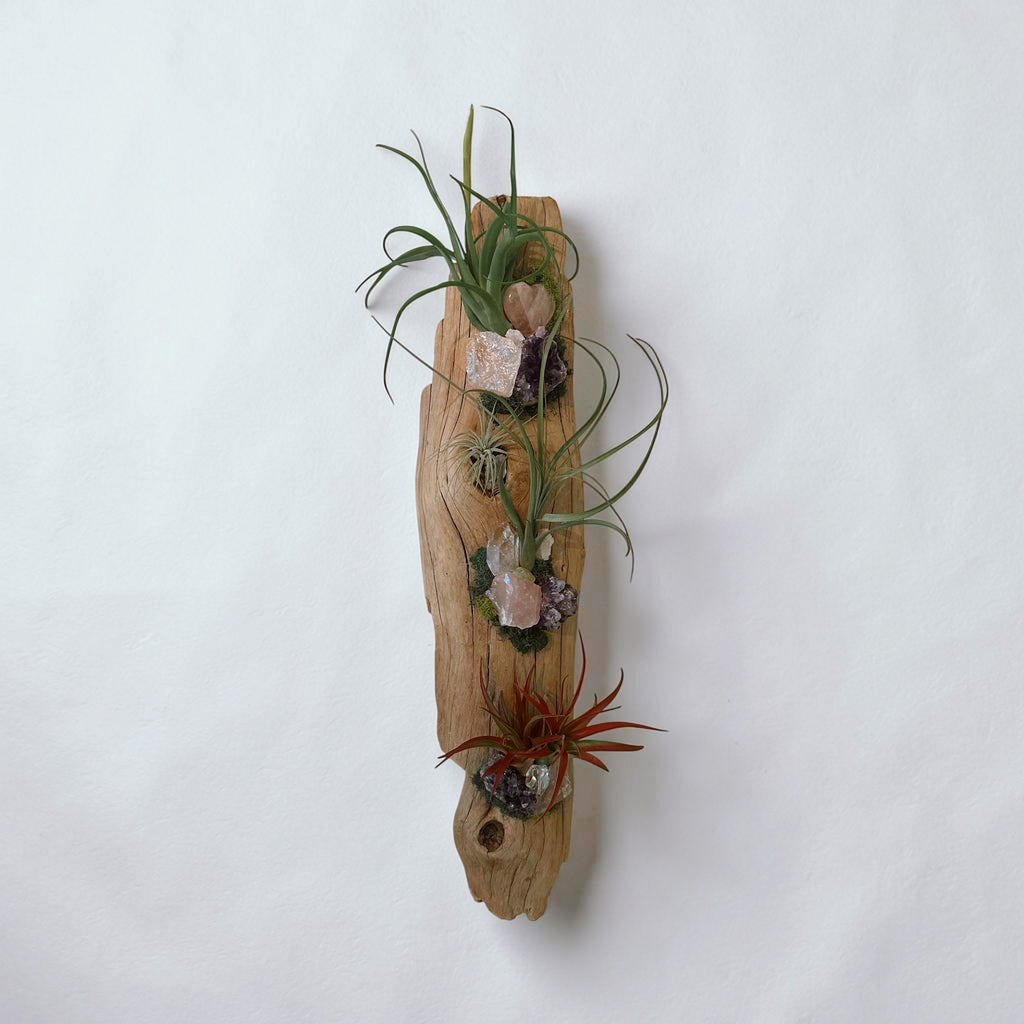 Crystal Driftwood Air Plant Wall Hanging | Amethyst & Quartz Tillandsia Wall Art | Boho Coastal Decor