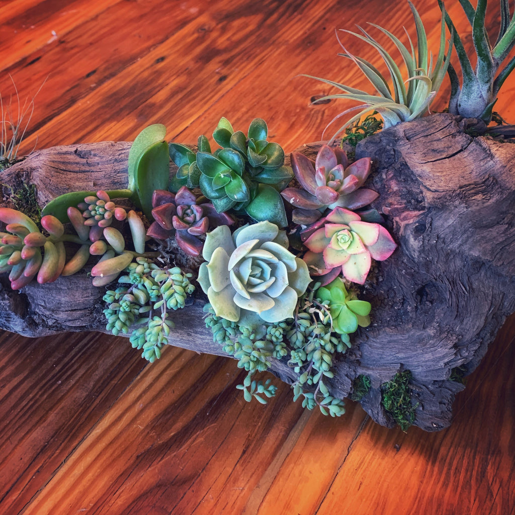 Custom Driftwood Succulent Centerpiece