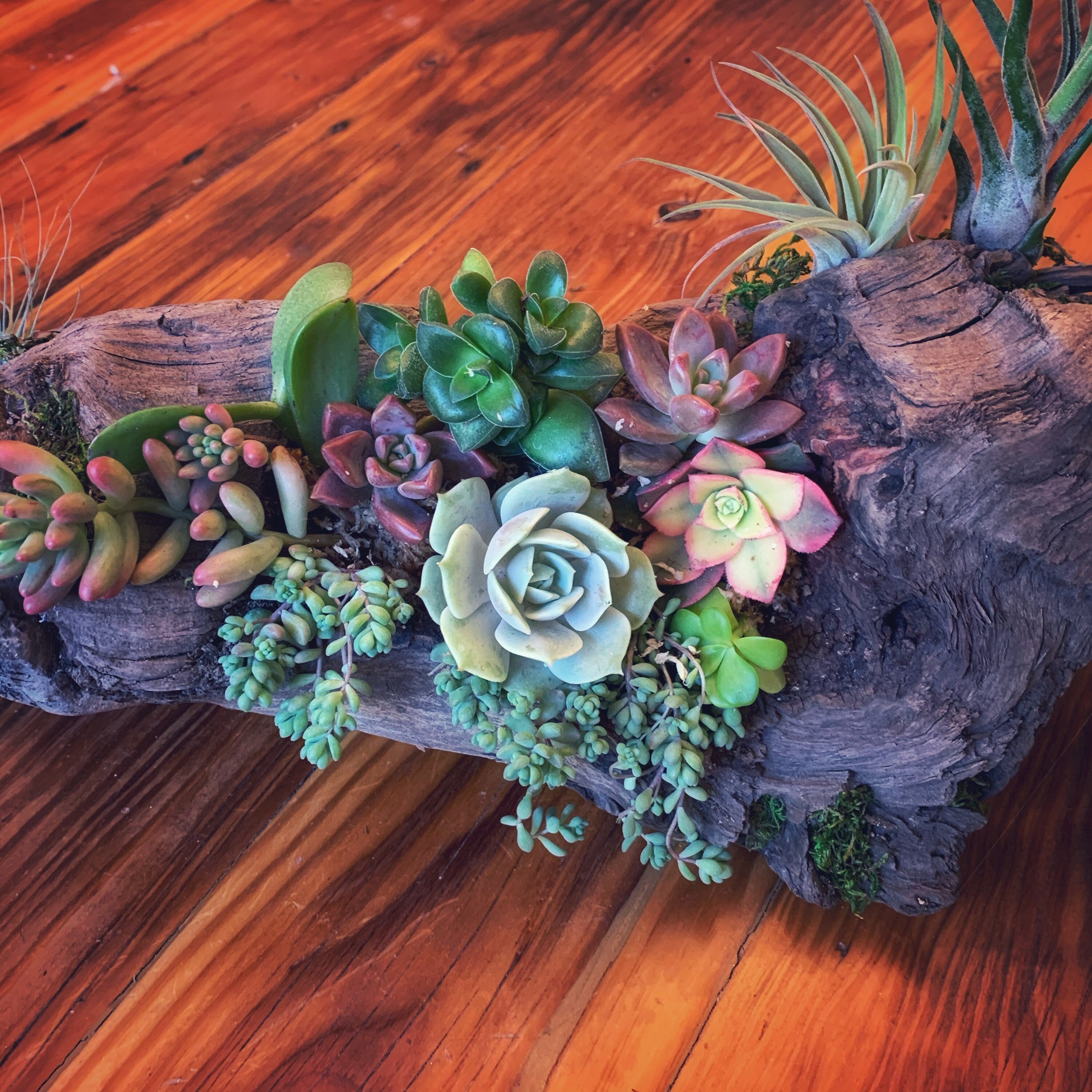 Custom Driftwood Succulent Centerpiece