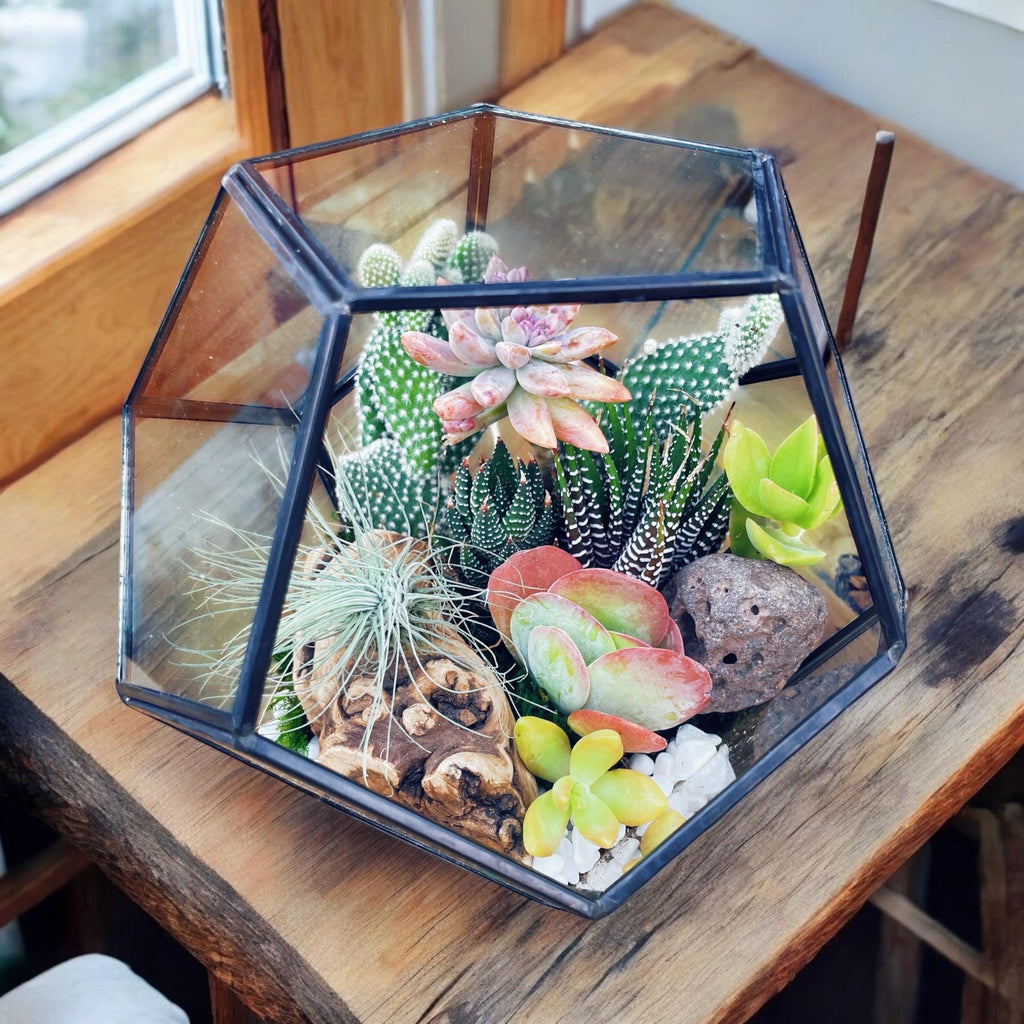 DIY Terrarium Kit with Live Succulents & Cactus | Build Your Own Glass Terrarium Garden