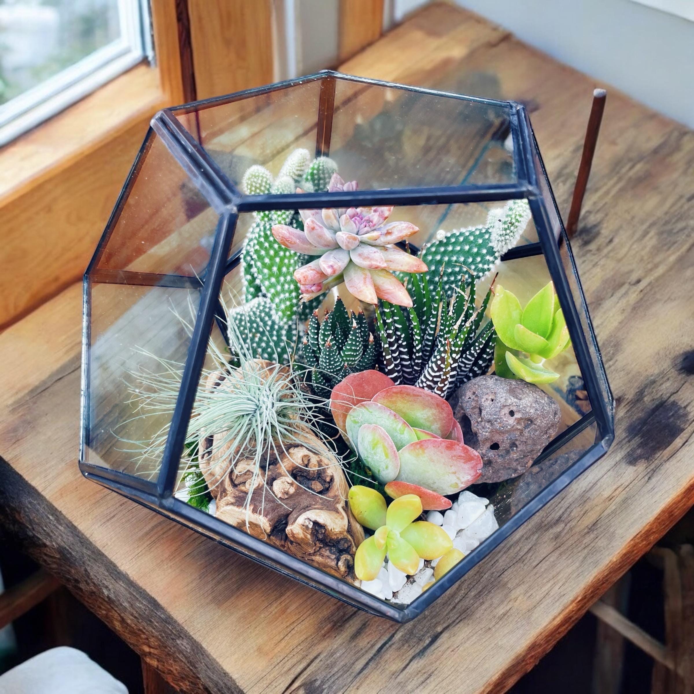 DIY Terrarium Kit with Live Succulents & Cactus | Build Your Own Glass Terrarium Garden