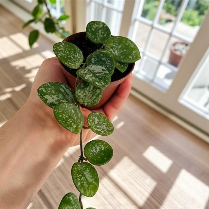 Hoya Mathilda – Rare Trailing Hoya with Speckled Leaves