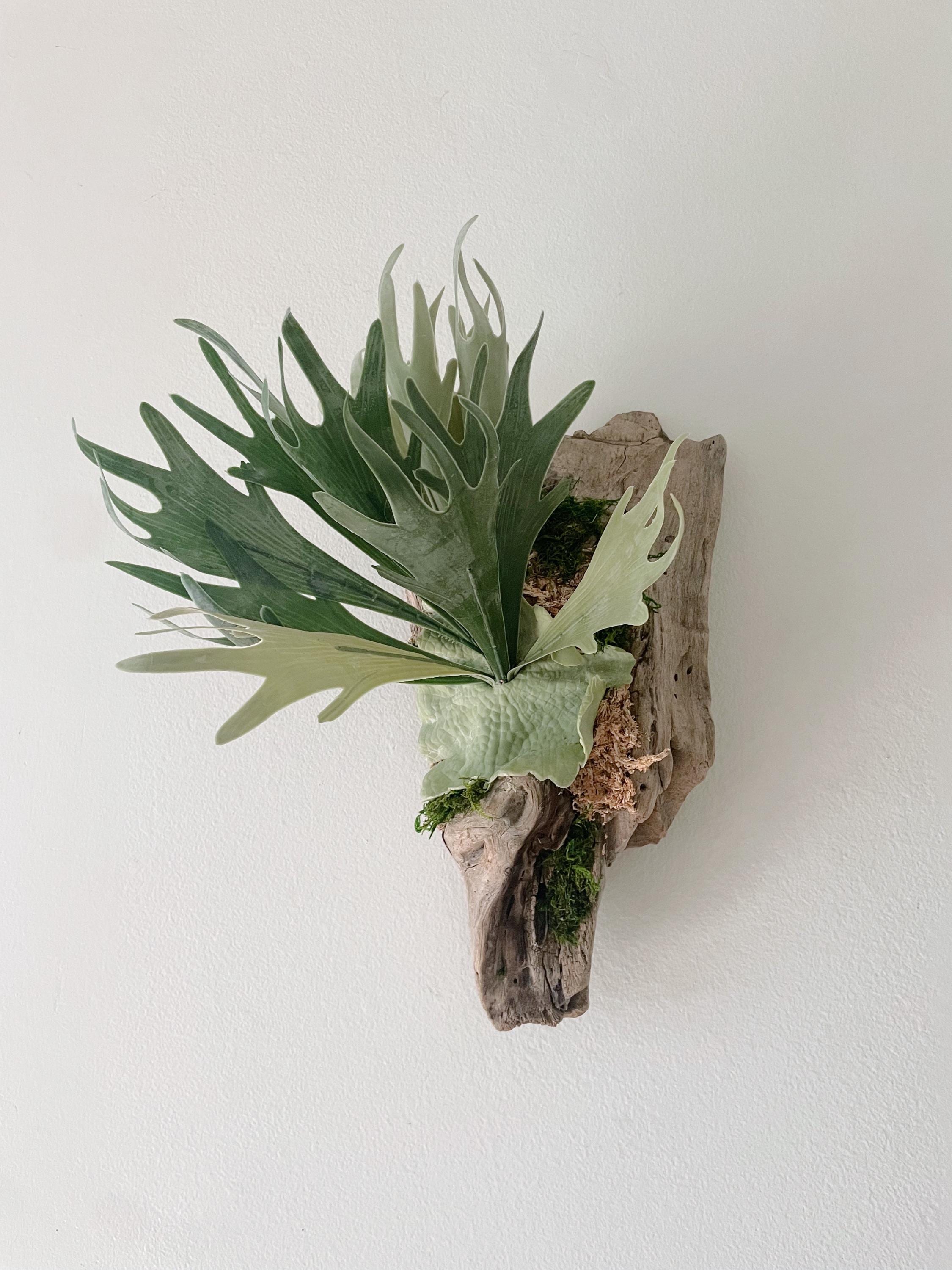 Staghorn Fern on Driftwood Wall Hanging