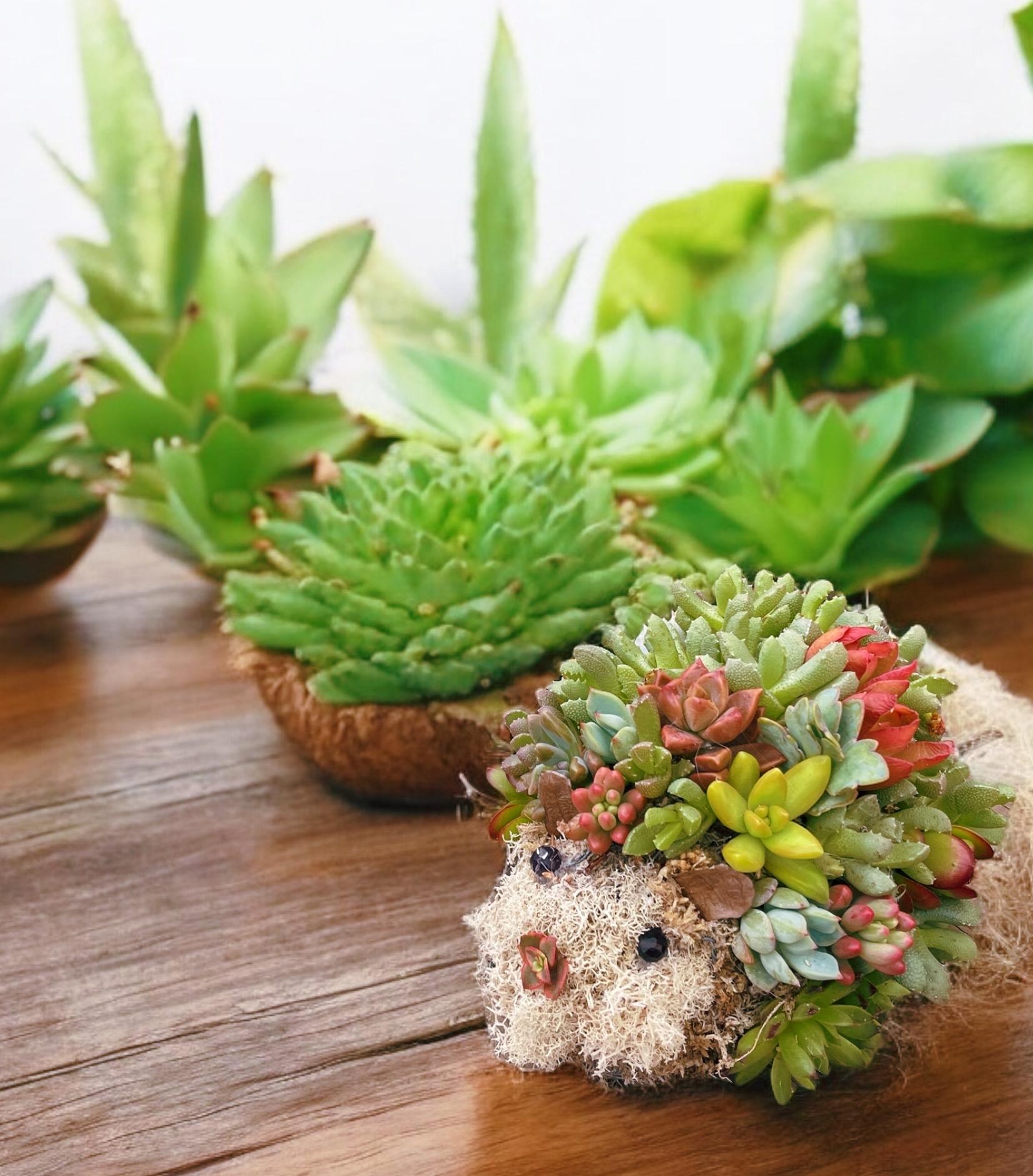 Mini Succulent Hedgehog Planter