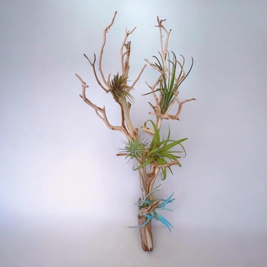 Large Manzanita Wall Hanging Air Plant Holder