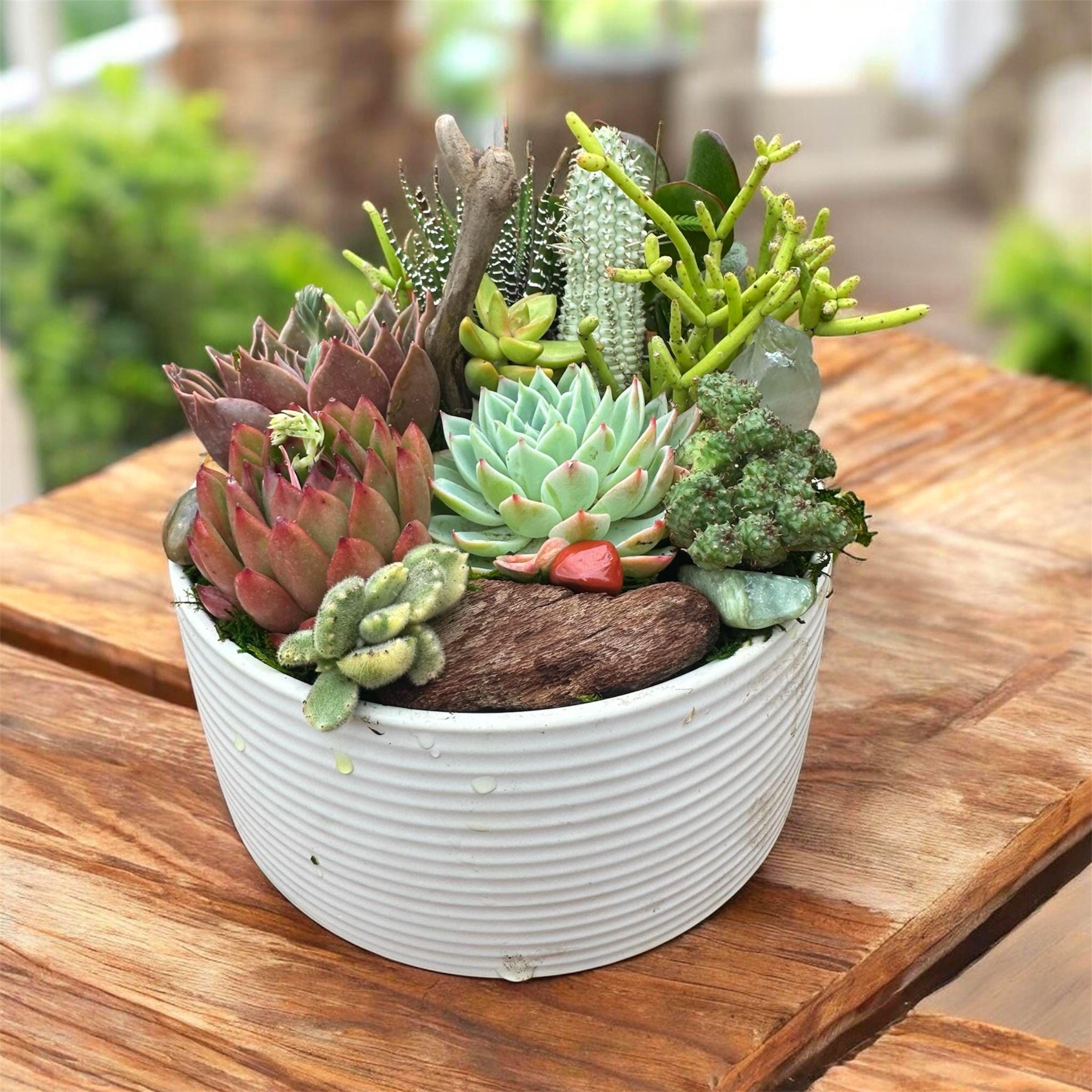 Desert Cowboy Succulent & Cactus Arrangement with Driftwood and Stones – Western Inspired Succulent Bowl, Southwest Home Decor
