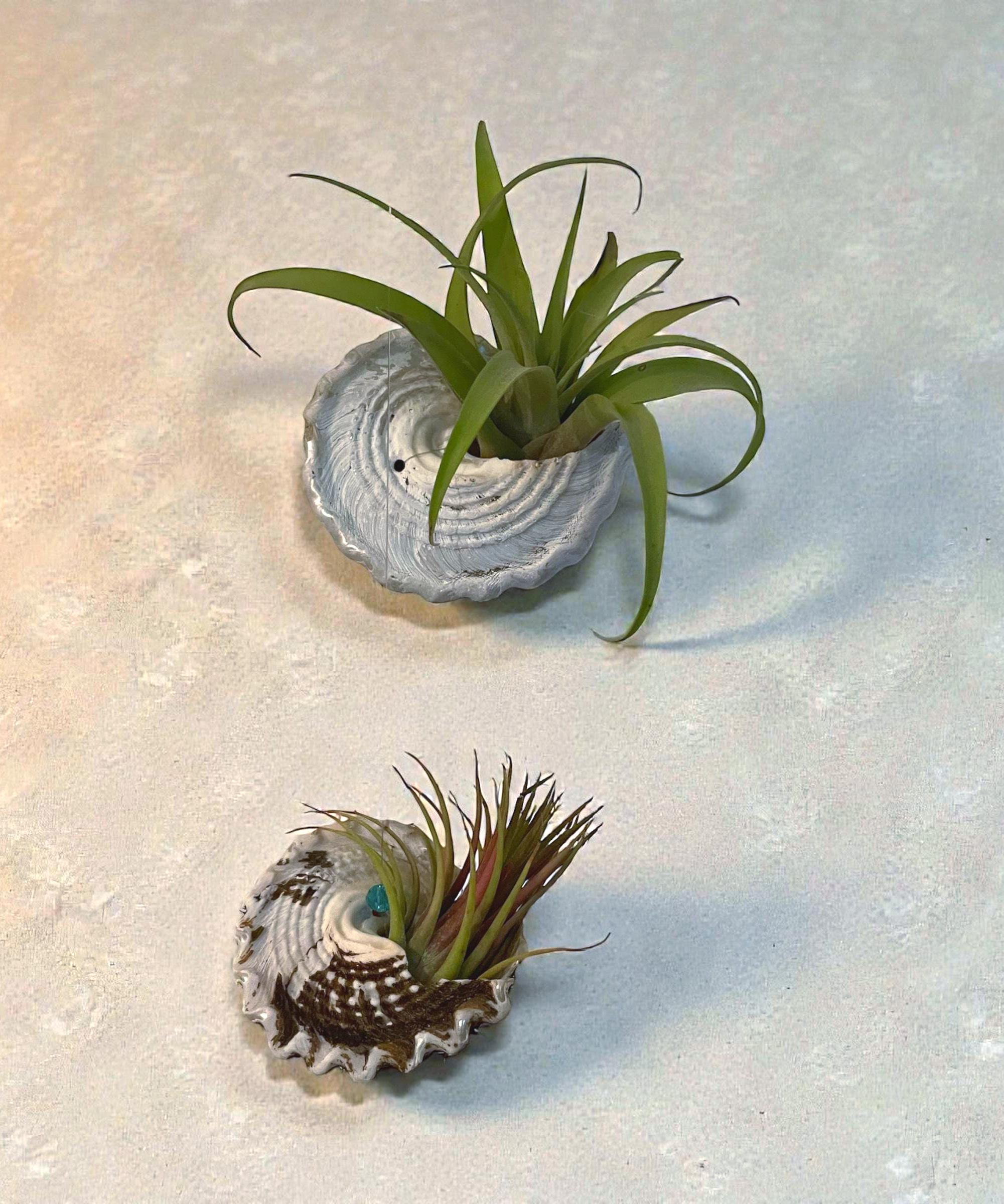 Wavy Turban Shell Air Plant Hanger