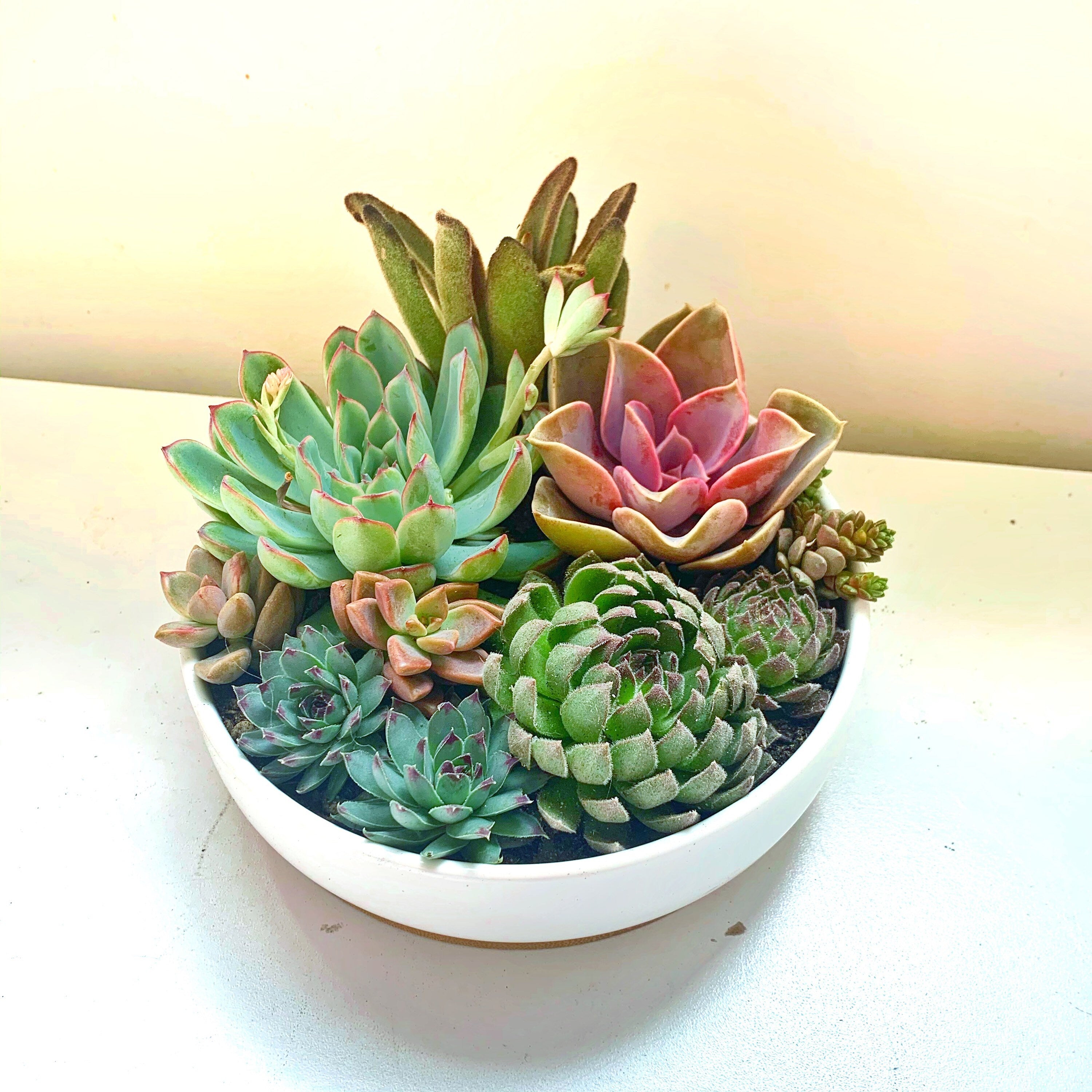 Succulent Arrangement in White Ceramic Pot with Bamboo Tray