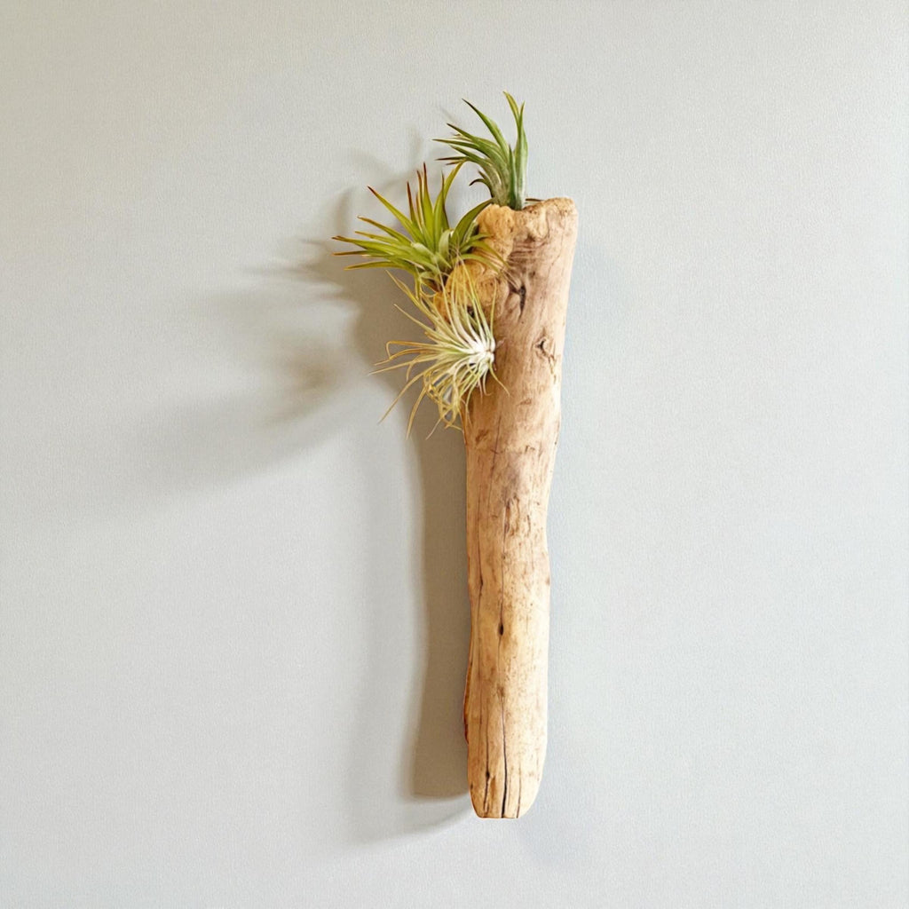 Driftwood Air Plant Wall Hanging | Coastal Driftwood Wall Decor with Live Tillandsia