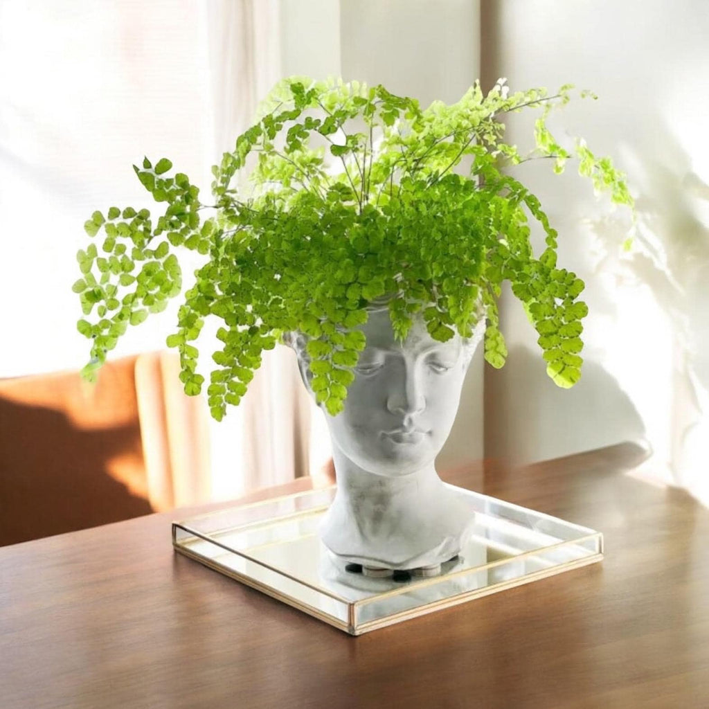 Elegant Maidenhair Fern (Adiantum) live houseplant with soft cascading fronds. Pet-safe and perfect for humid spaces. Available in 4” or 6” pots.