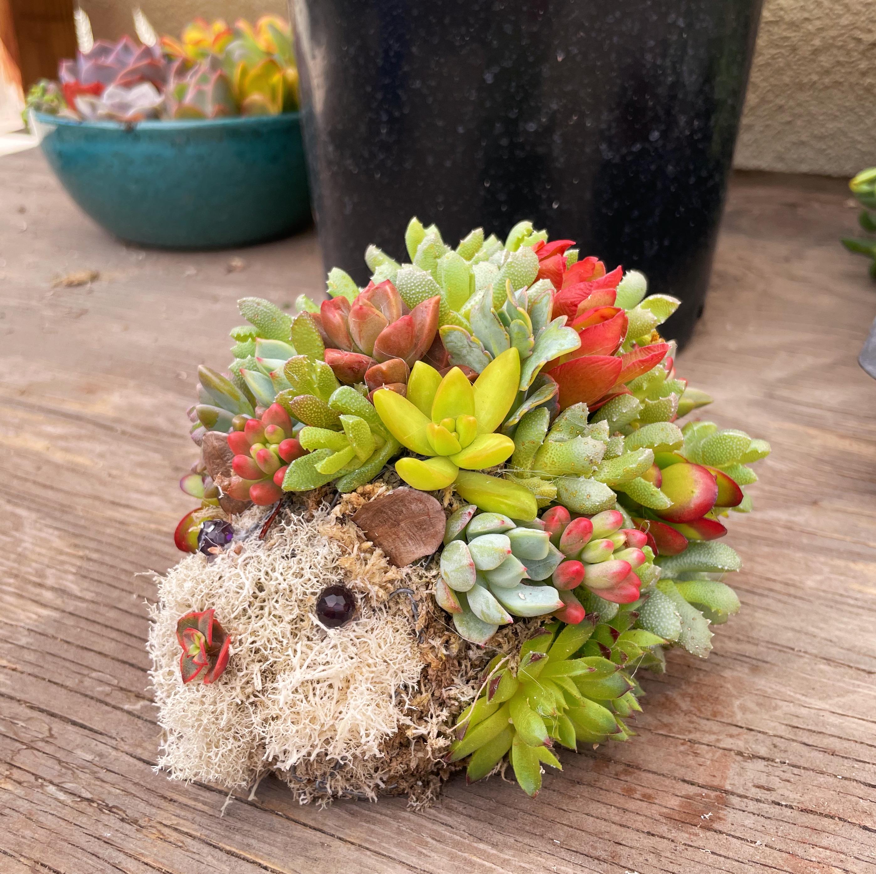 Mini Succulent Hedgehog Planter