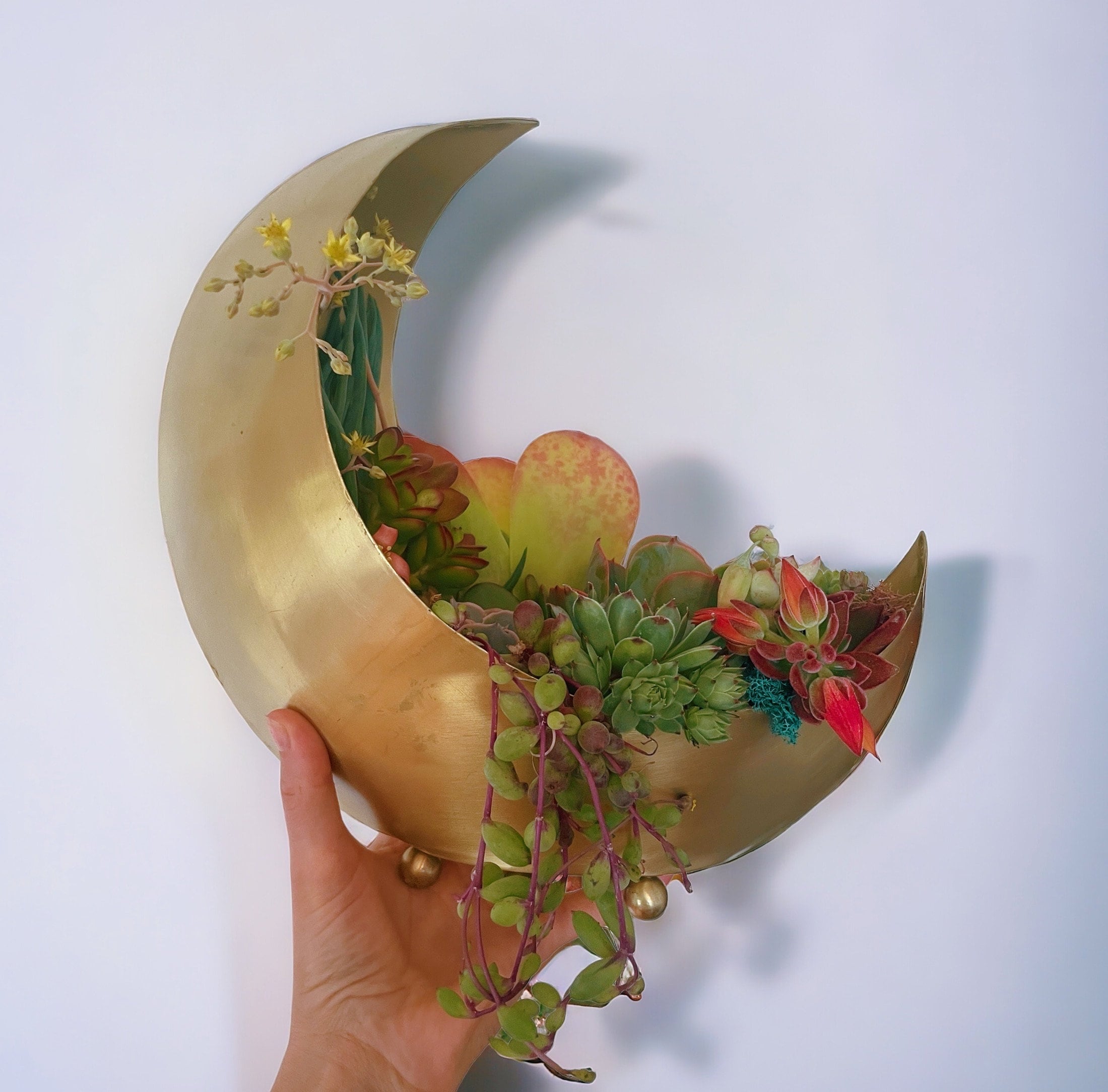 Gold Moon Succulent Planter