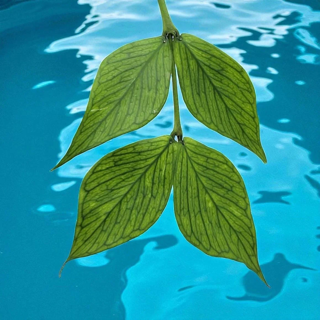 Hoya “Mermaid Tail” – Rare Trailing Hoya Plant