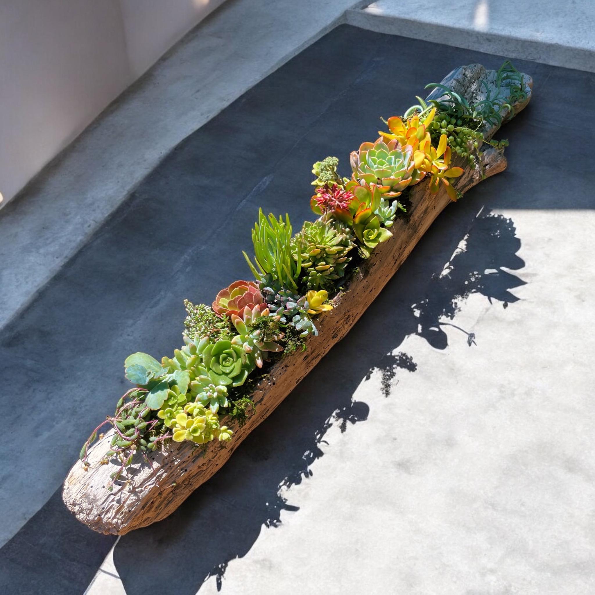 Hand-Carved Driftwood Succulent Planter