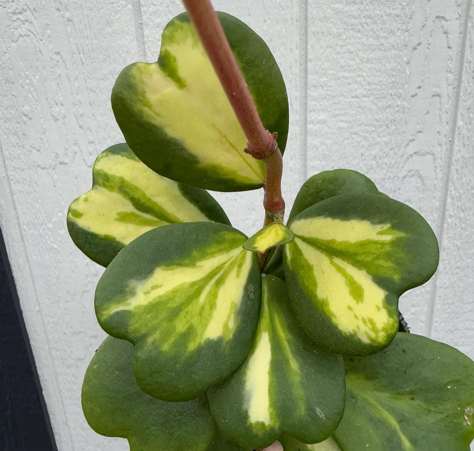 Hoya Kerrii Sweetheart Plant – Heart Shaped Hoya, Valentine Plant, Trailing Hoya Succulent, Live Indoor Houseplant
