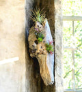 Driftwood Air Plant Wall Hanging | Coastal Driftwood Wall Decor with Live Tillandsia