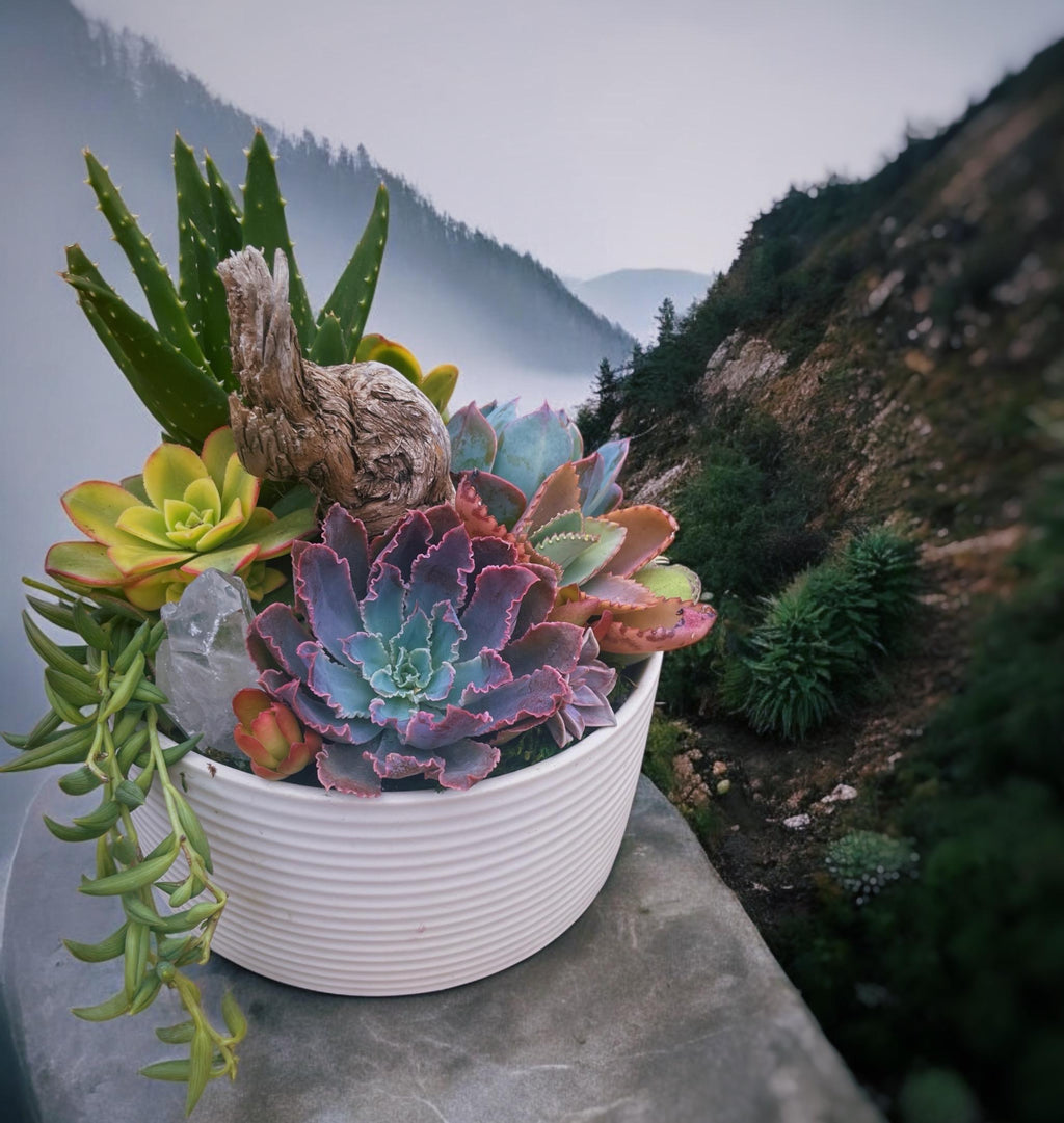 Driftwood Succulent Garden with Quartz Crystal – Coastal Ceramic Bowl Arrangement