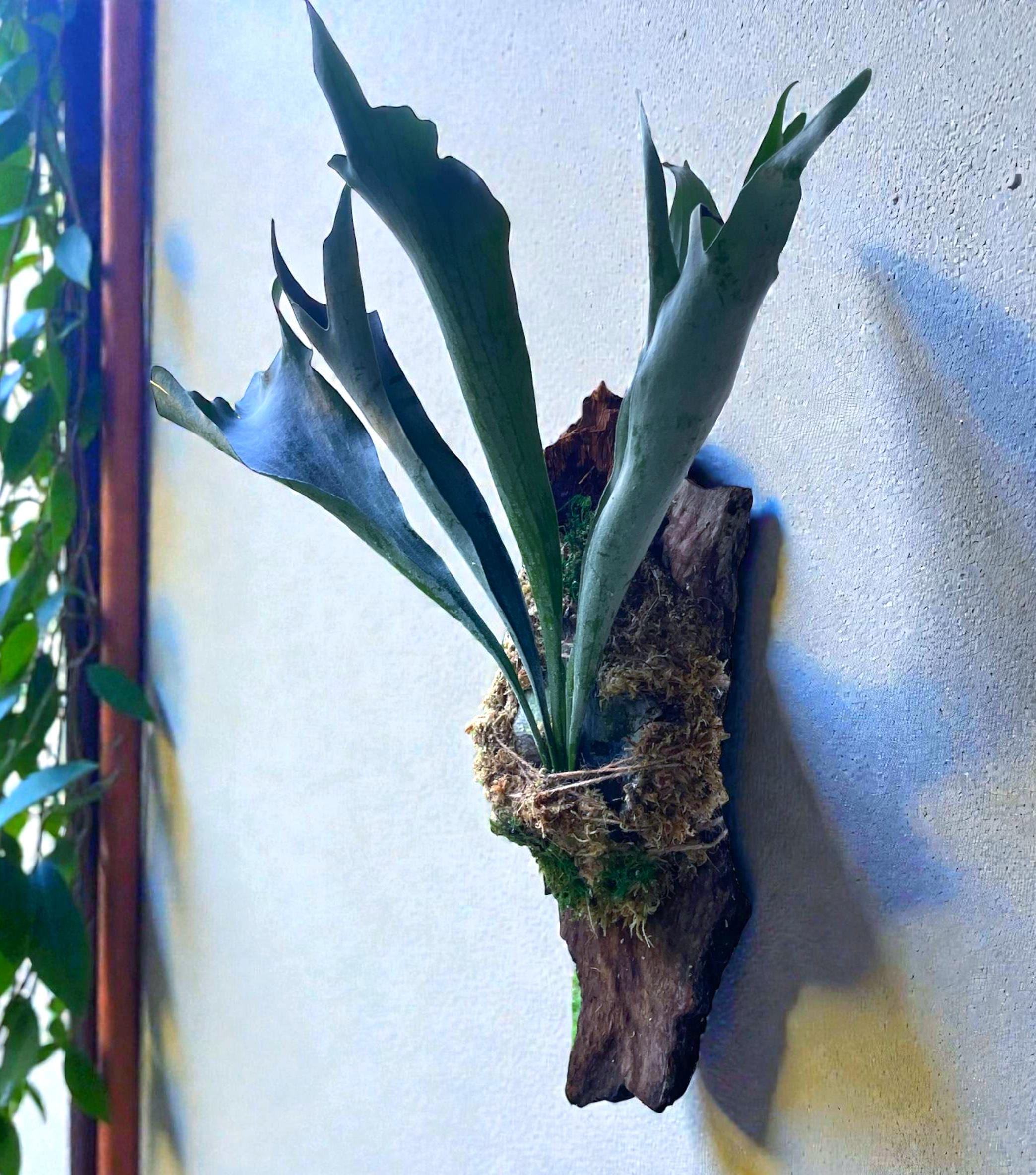 Staghorn Fern on Driftwood Wall Hanging