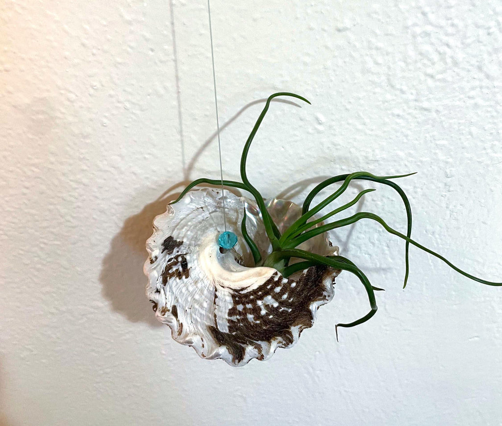 Wavy Turban Shell Air Plant Hanger