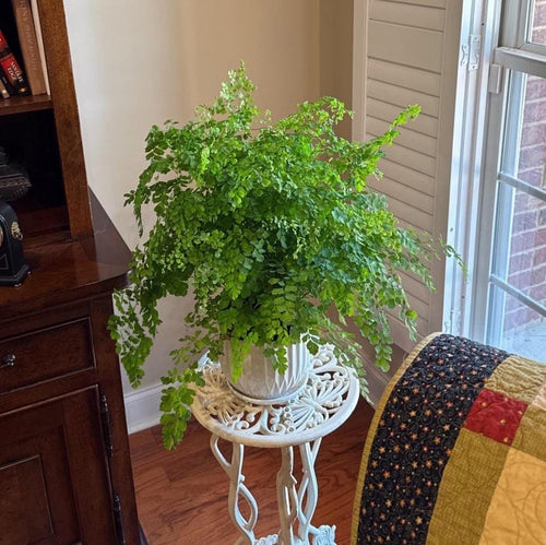 Elegant Maidenhair Fern (Adiantum) live houseplant with soft cascading fronds. Pet-safe and perfect for humid spaces. Available in 4” or 6” pots.