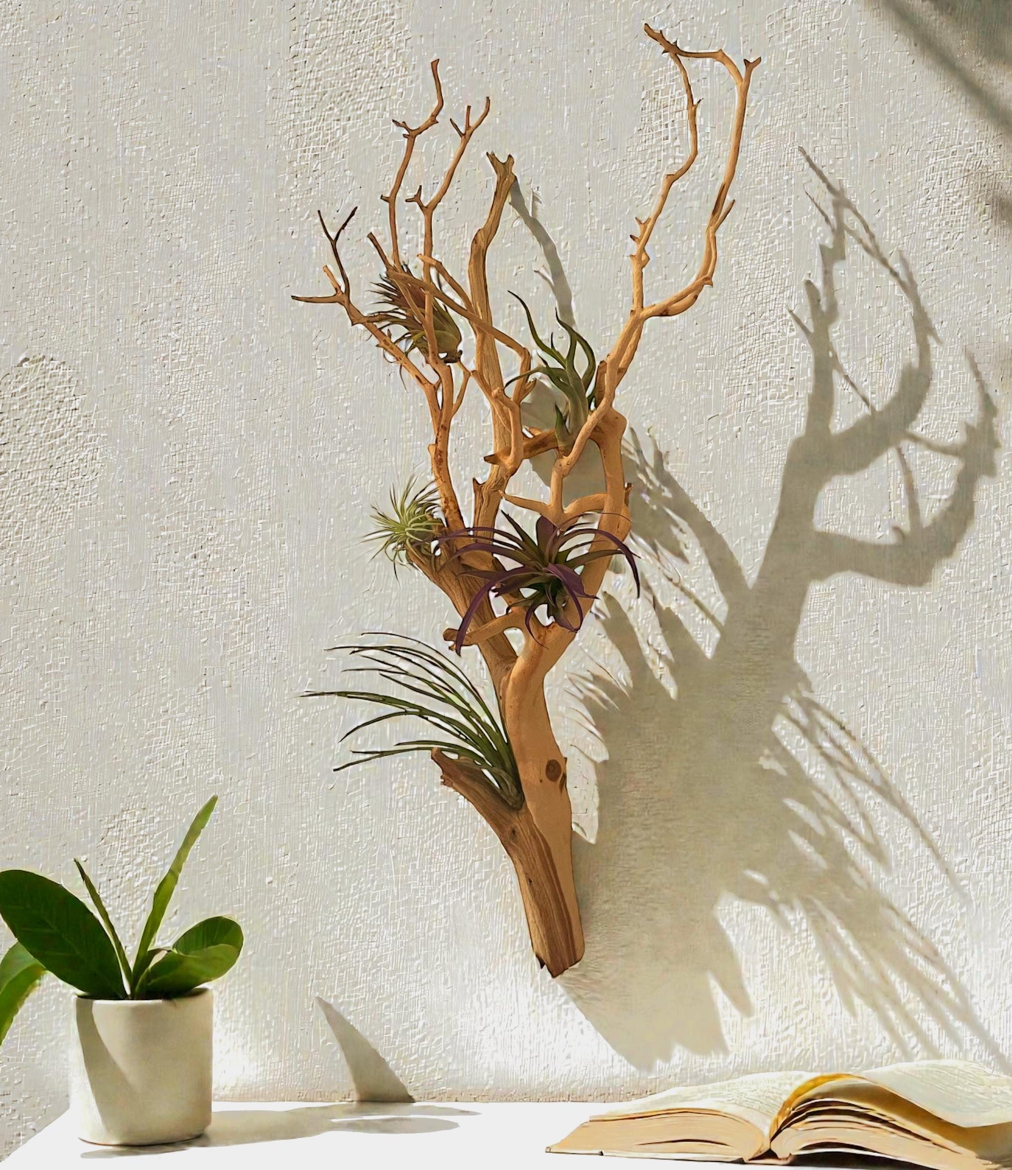 Large Manzanita Wall Hanging Air Plant Holder