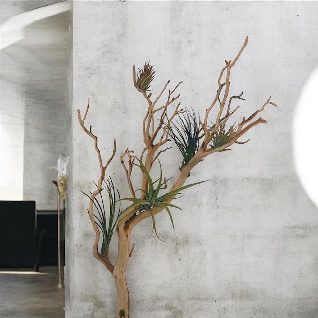 Large Manzanita Wall Hanging Air Plant Holder