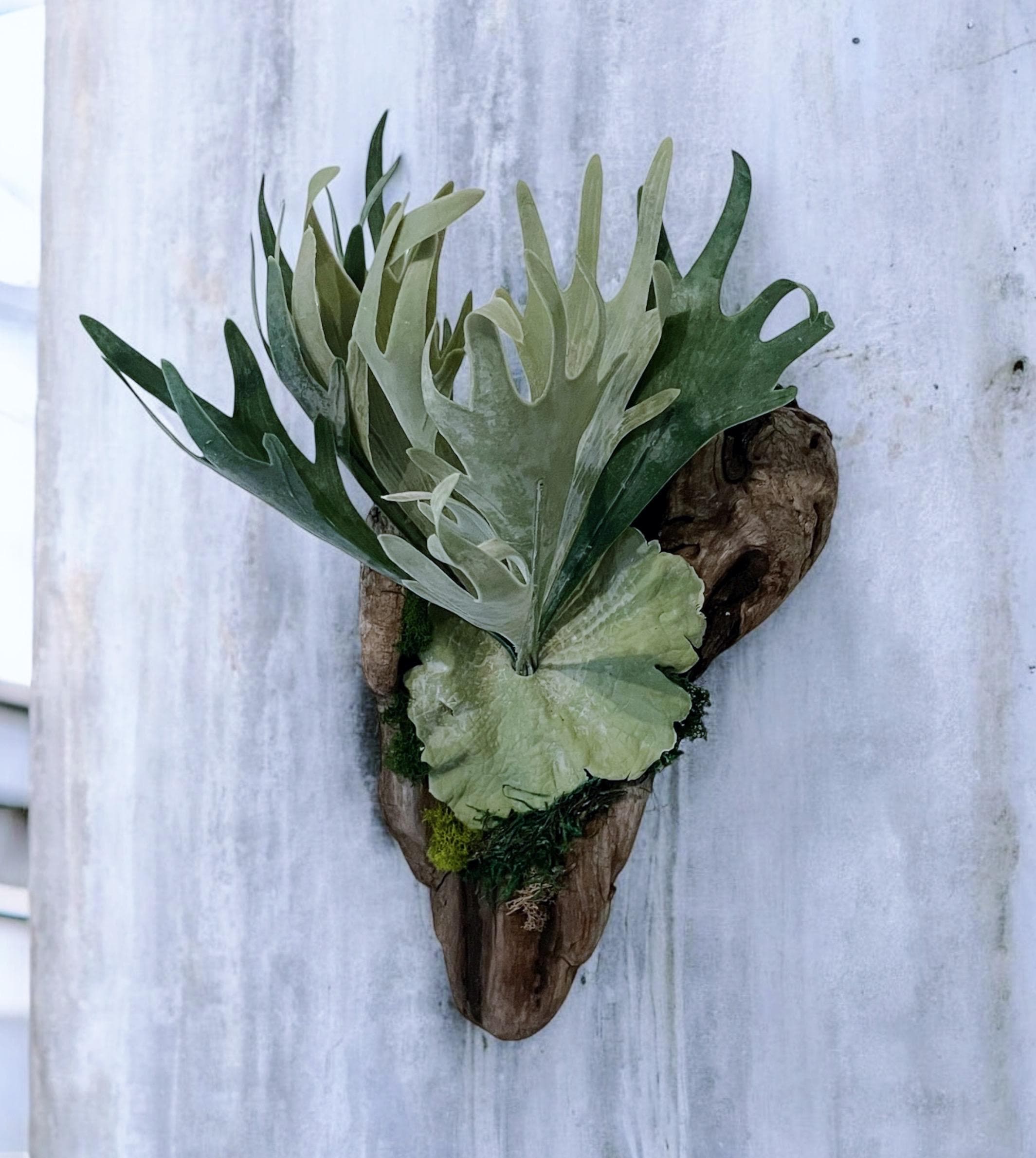 Staghorn Fern on Driftwood Wall Hanging