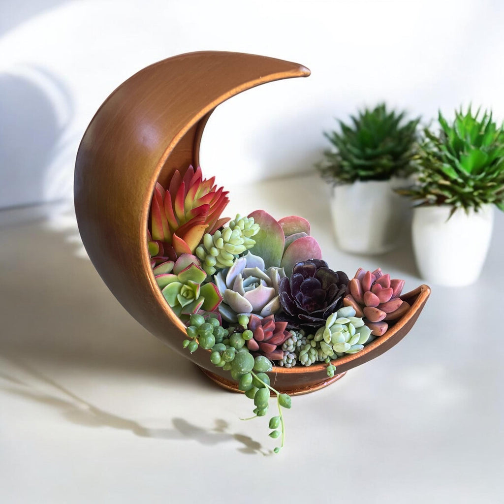 Gold Moon Succulent Planter