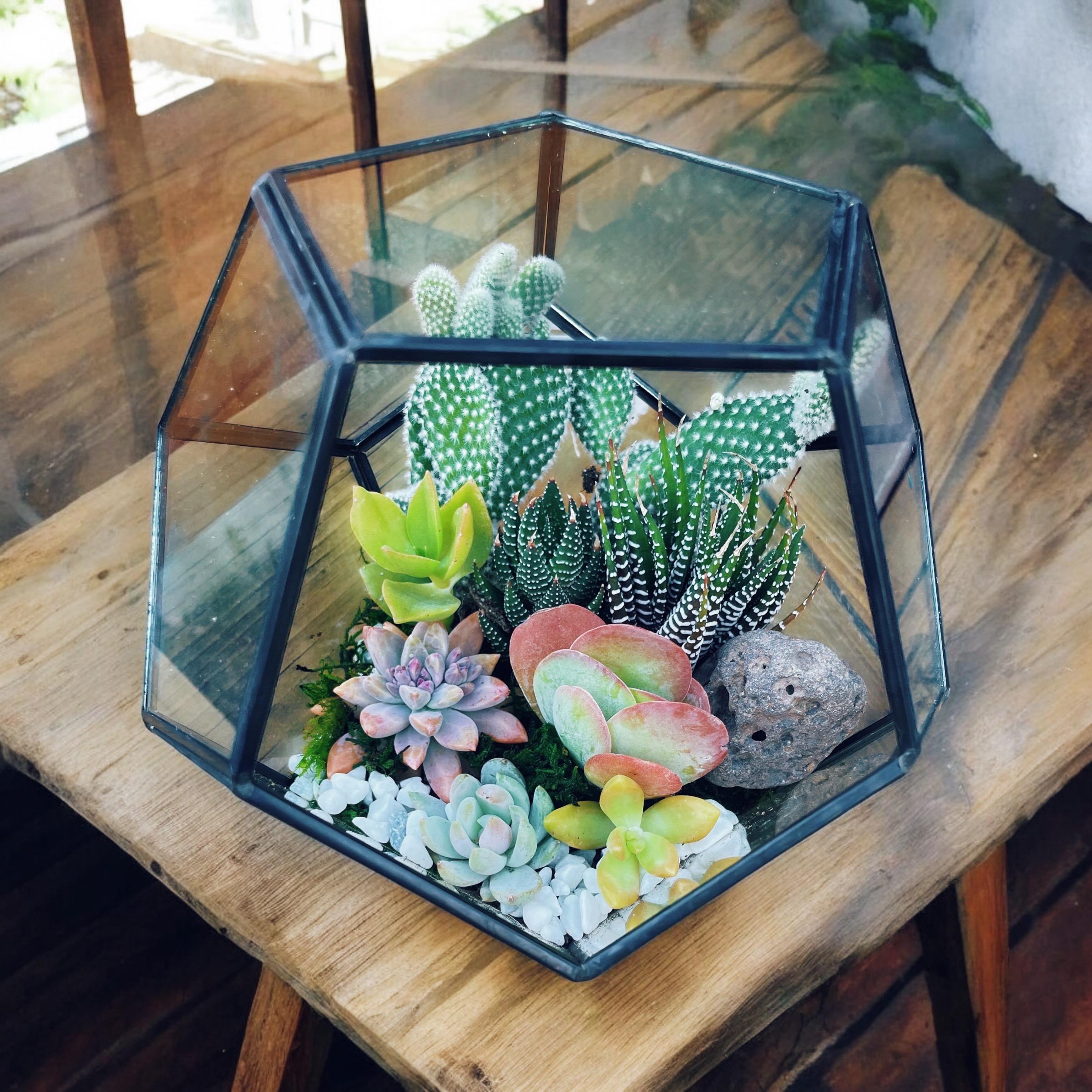 DIY Terrarium Kit with Live Succulents & Cactus | Build Your Own Glass Terrarium Garden