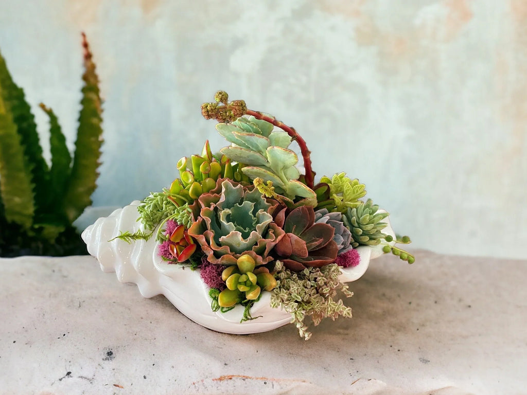 Seashell Succulent Planter – Coastal Malibu-Inspired Arrangement with Live Succulents