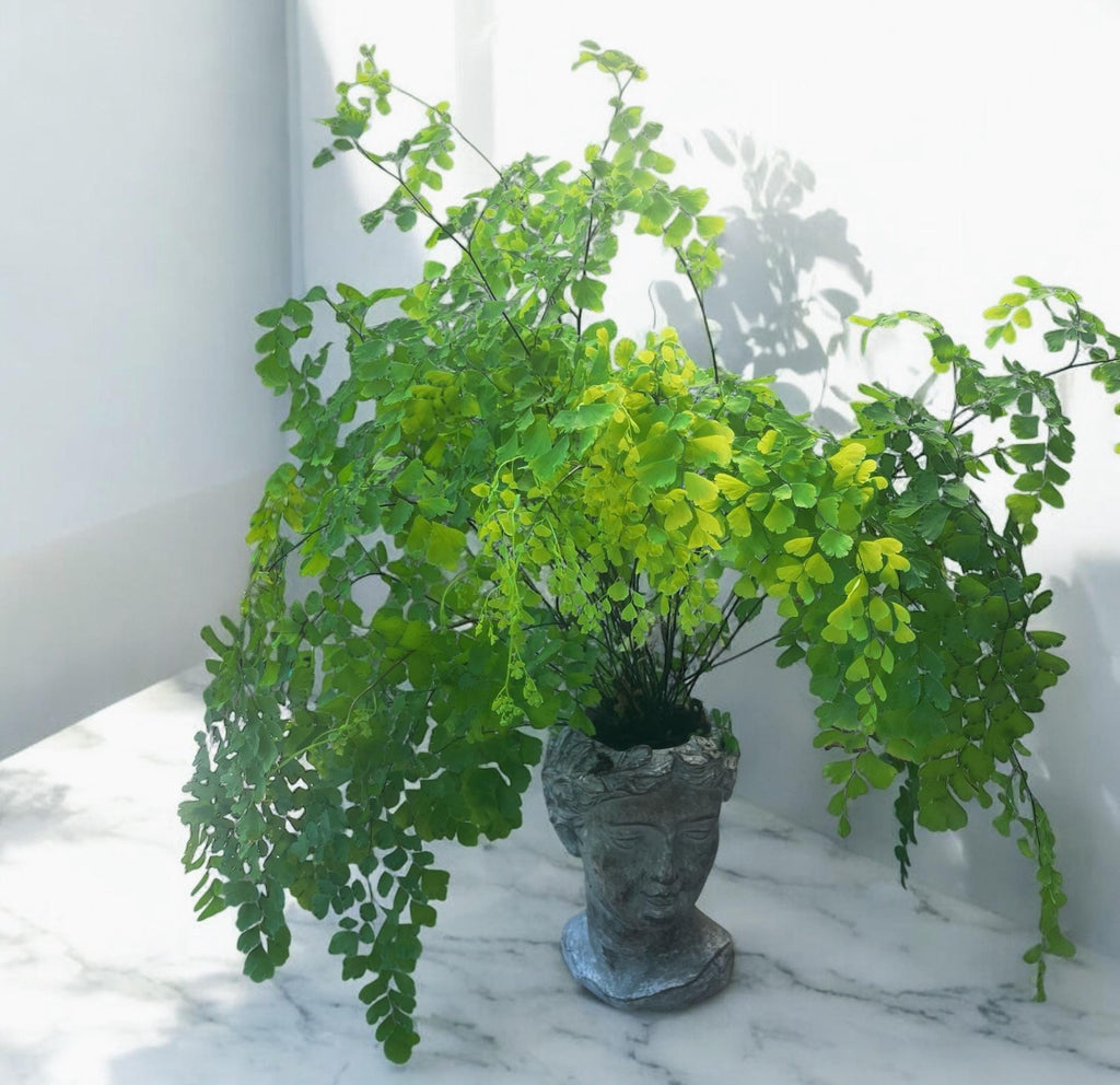 Elegant Maidenhair Fern (Adiantum) live houseplant with soft cascading fronds. Pet-safe and perfect for humid spaces. Available in 4” or 6” pots.