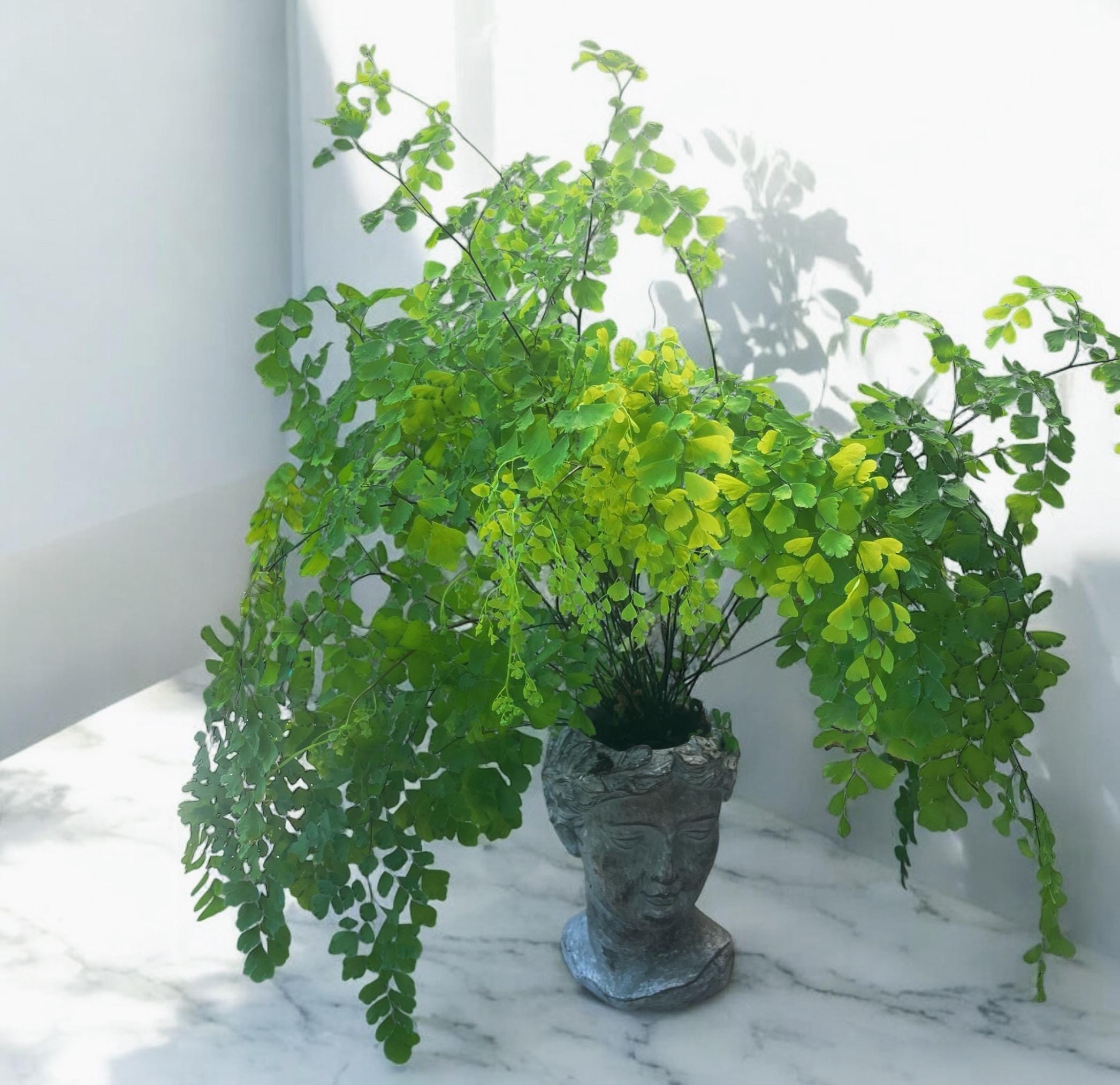 Elegant Maidenhair Fern (Adiantum) live houseplant with soft cascading fronds. Pet-safe and perfect for humid spaces. Available in 4” or 6” pots.