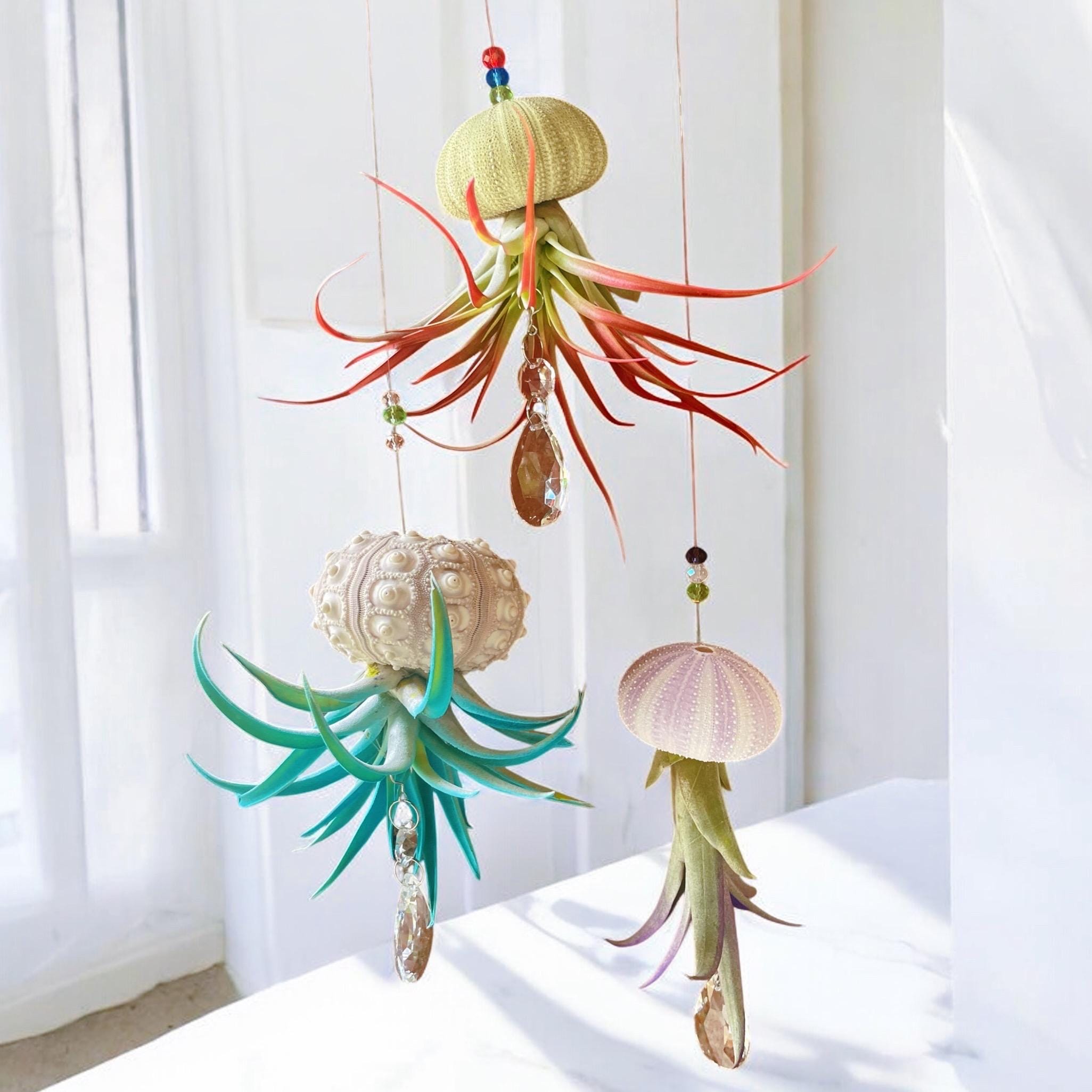 Colorful Sea Urchin Air Plant Ornament
