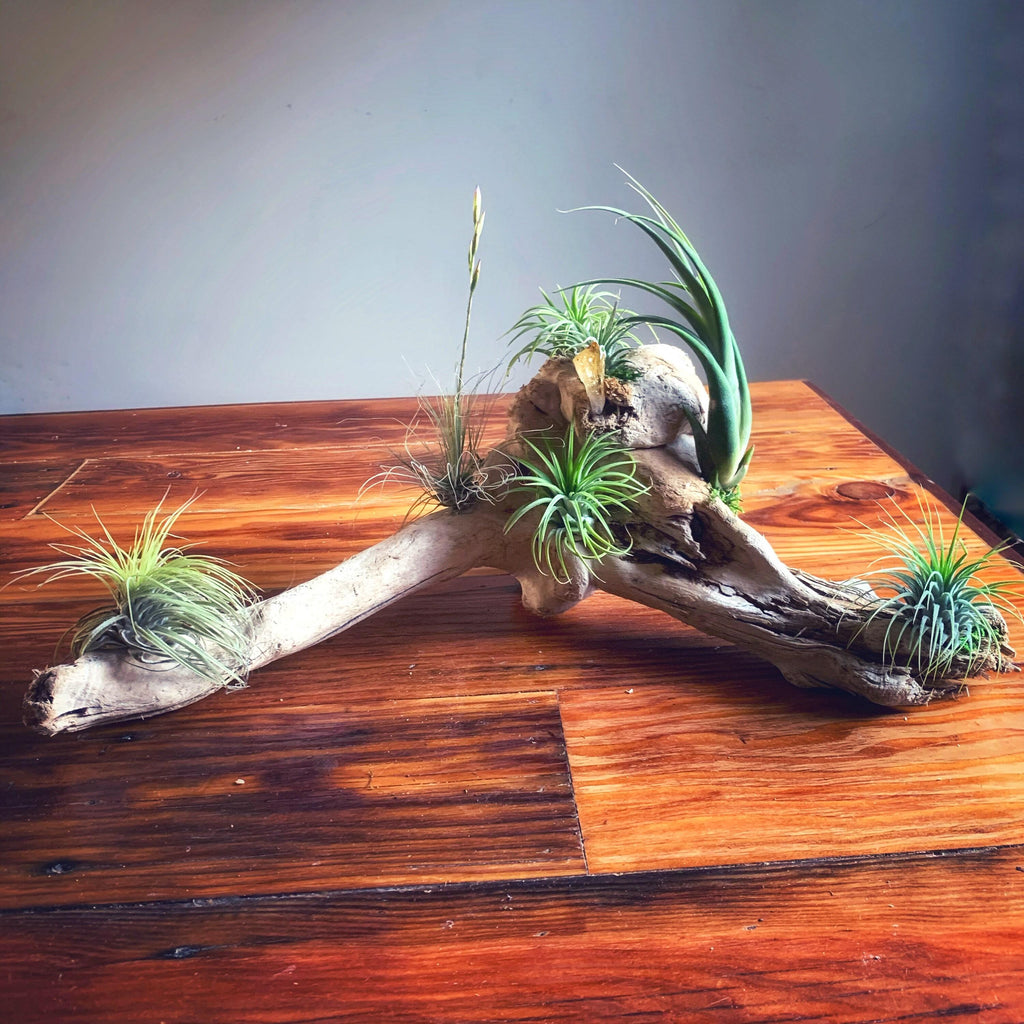 Malibu Driftwood Air Plant Centerpiece