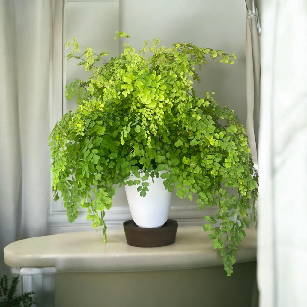 Elegant Maidenhair Fern (Adiantum) live houseplant with soft cascading fronds. Pet-safe and perfect for humid spaces. Available in 4” or 6” pots.