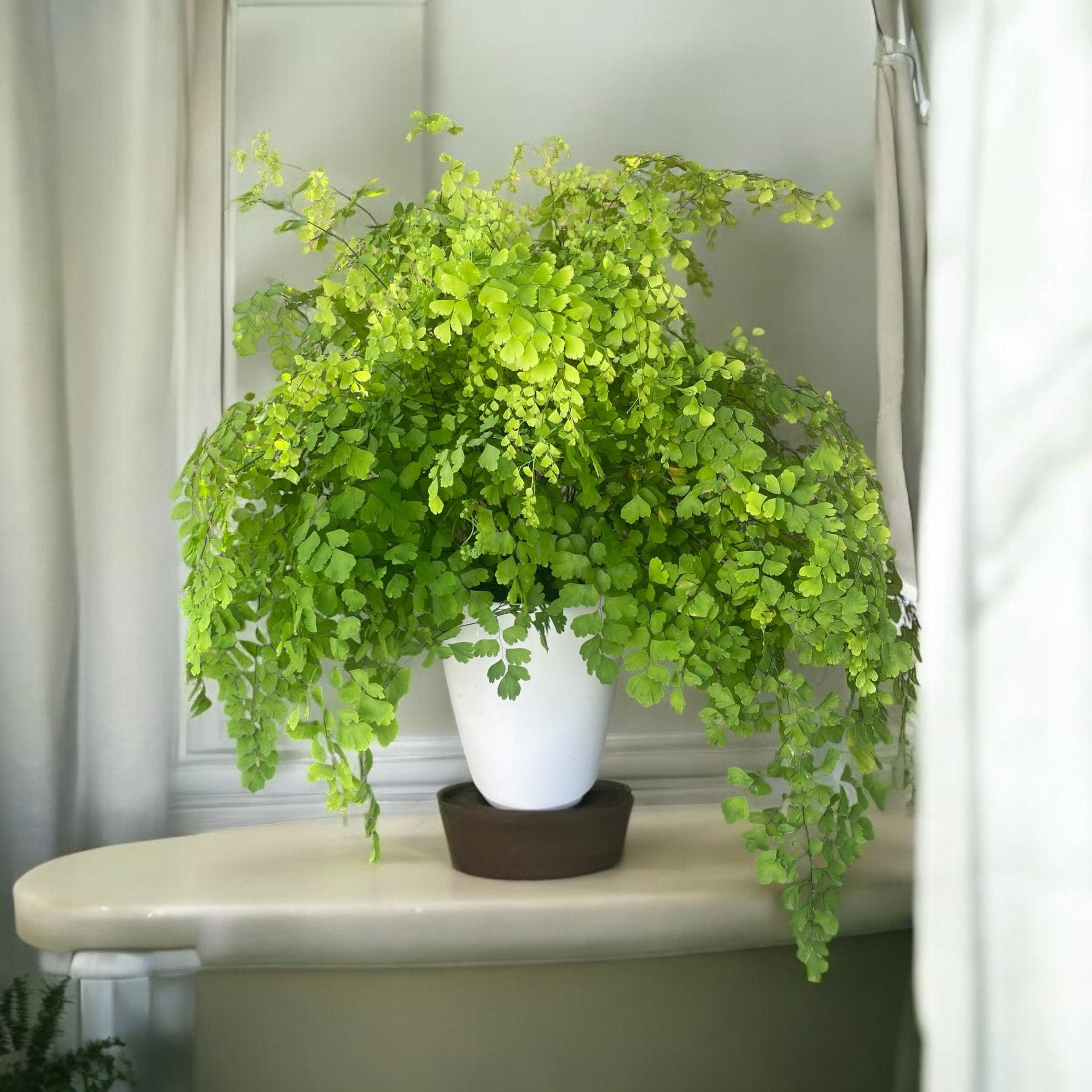 Elegant Maidenhair Fern (Adiantum) live houseplant with soft cascading fronds. Pet-safe and perfect for humid spaces. Available in 4” or 6” pots.