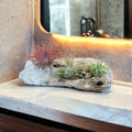 Malibu Driftwood Air Plant Centerpiece