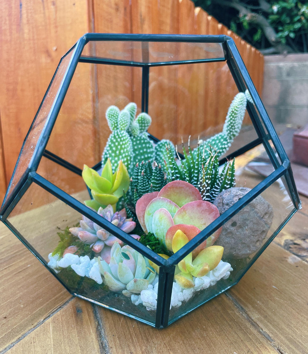 DIY Terrarium Kit with Live Succulents & Cactus | Build Your Own Glass Terrarium Garden