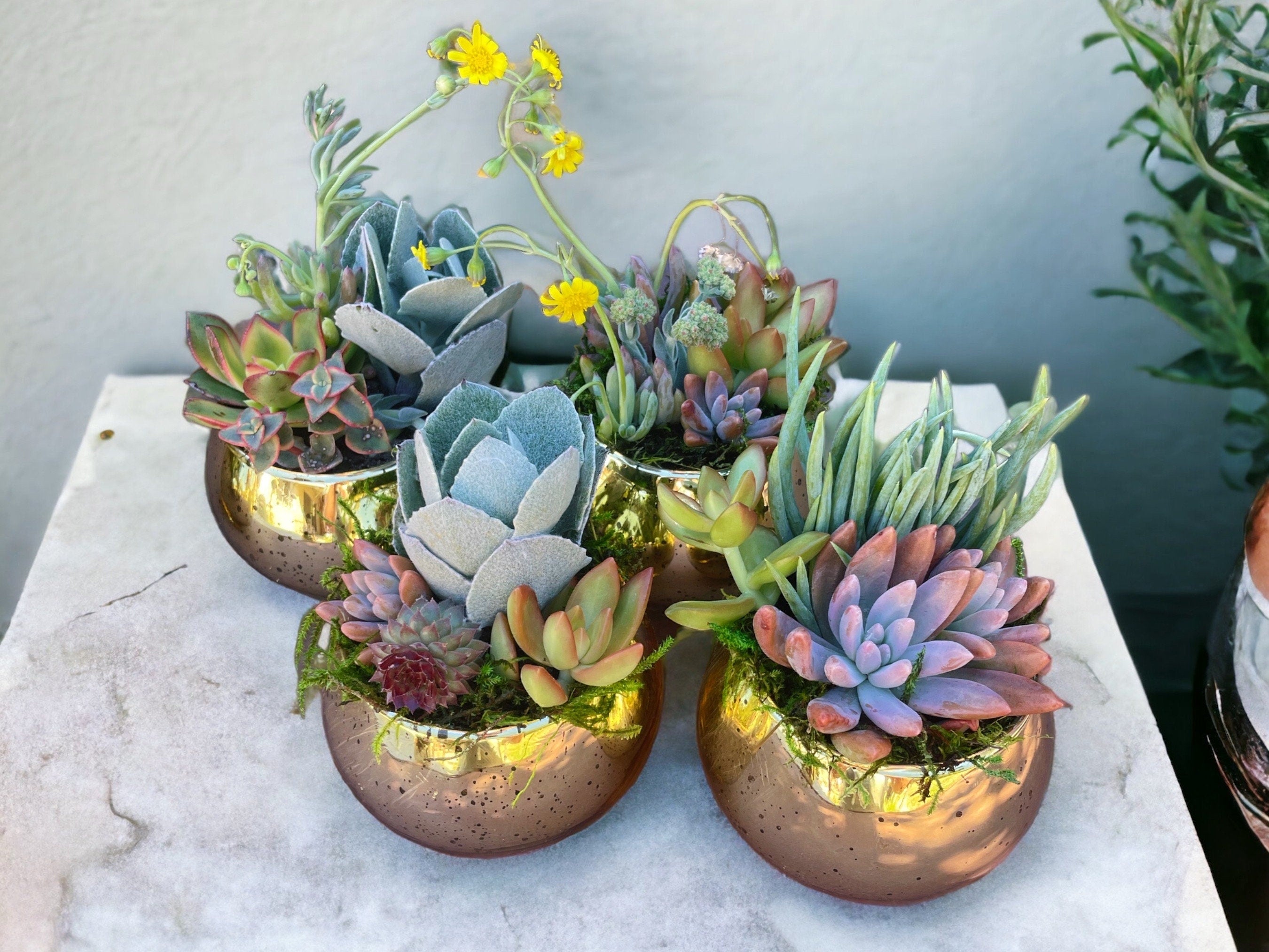 ✨ Mercury Gold Succulent Favors (2 or 4” Pots)