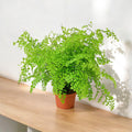 Elegant Maidenhair Fern (Adiantum) live houseplant with soft cascading fronds. Pet-safe and perfect for humid spaces. Available in 4” or 6” pots.