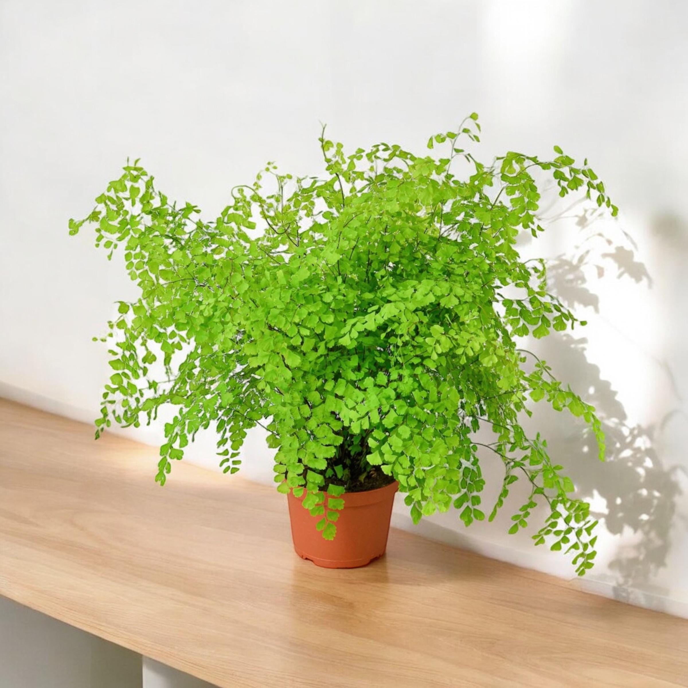 Elegant Maidenhair Fern (Adiantum) live houseplant with soft cascading fronds. Pet-safe and perfect for humid spaces. Available in 4” or 6” pots.