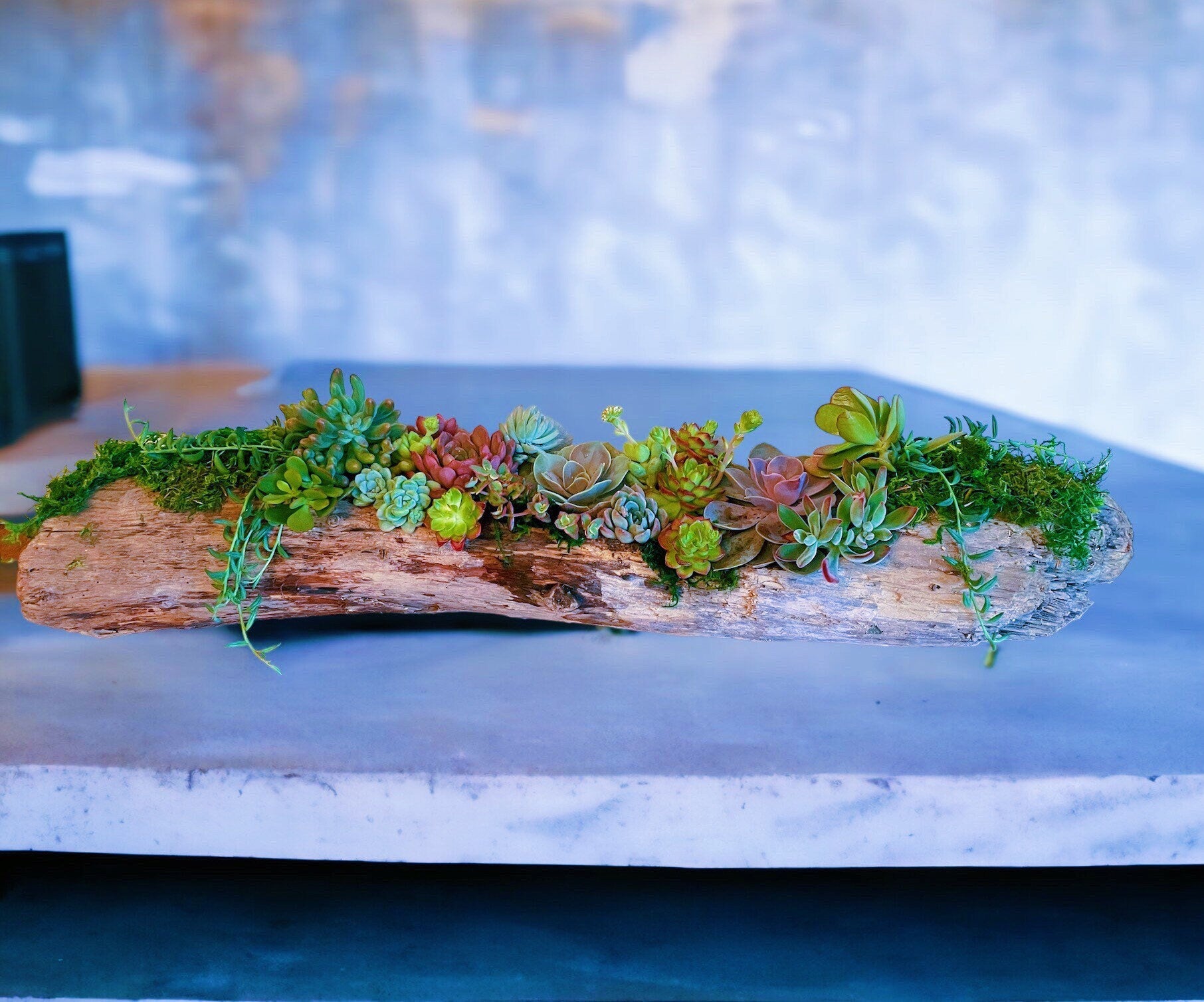 Hand-Carved Driftwood Succulent Planter