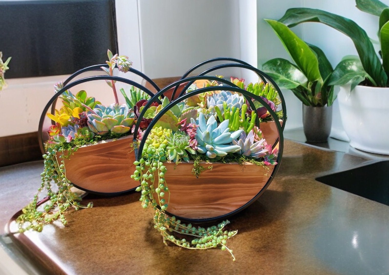 Succulent Wall Planter with Custom Laser Cut Wood Sign – Personalized Living Decor