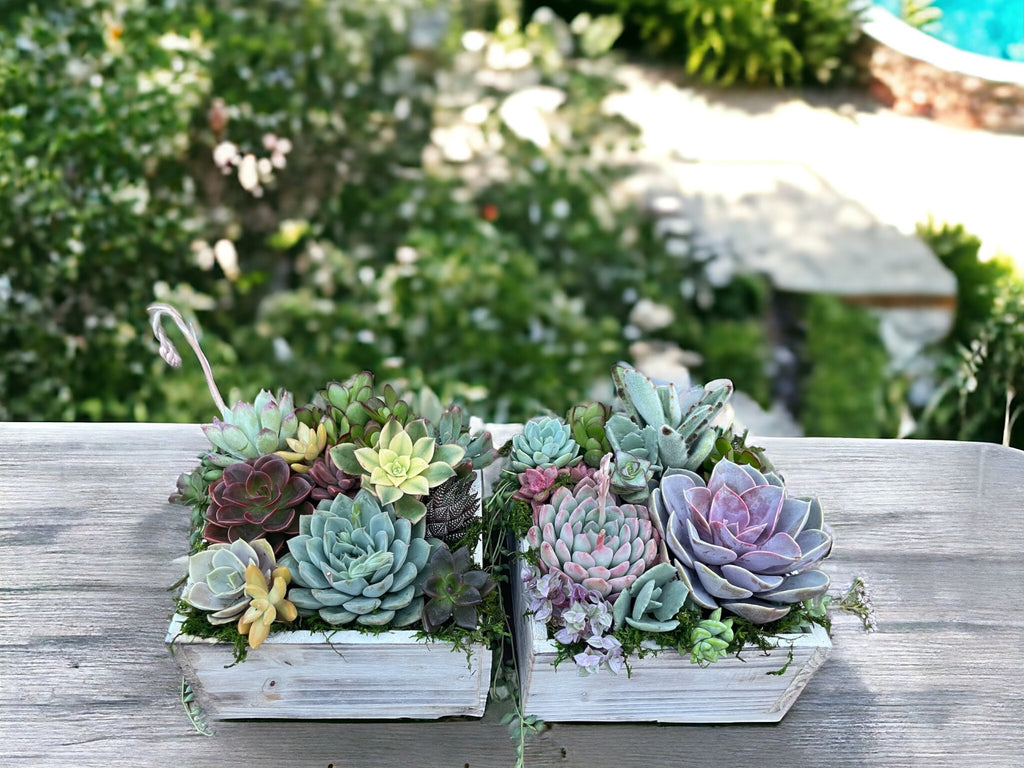 Luxury Succulent Arrangement in Wooden Box Planter | Colorful Live Succulent Centerpiece | Succulent Bouquet Gift | Designer Plant Decor