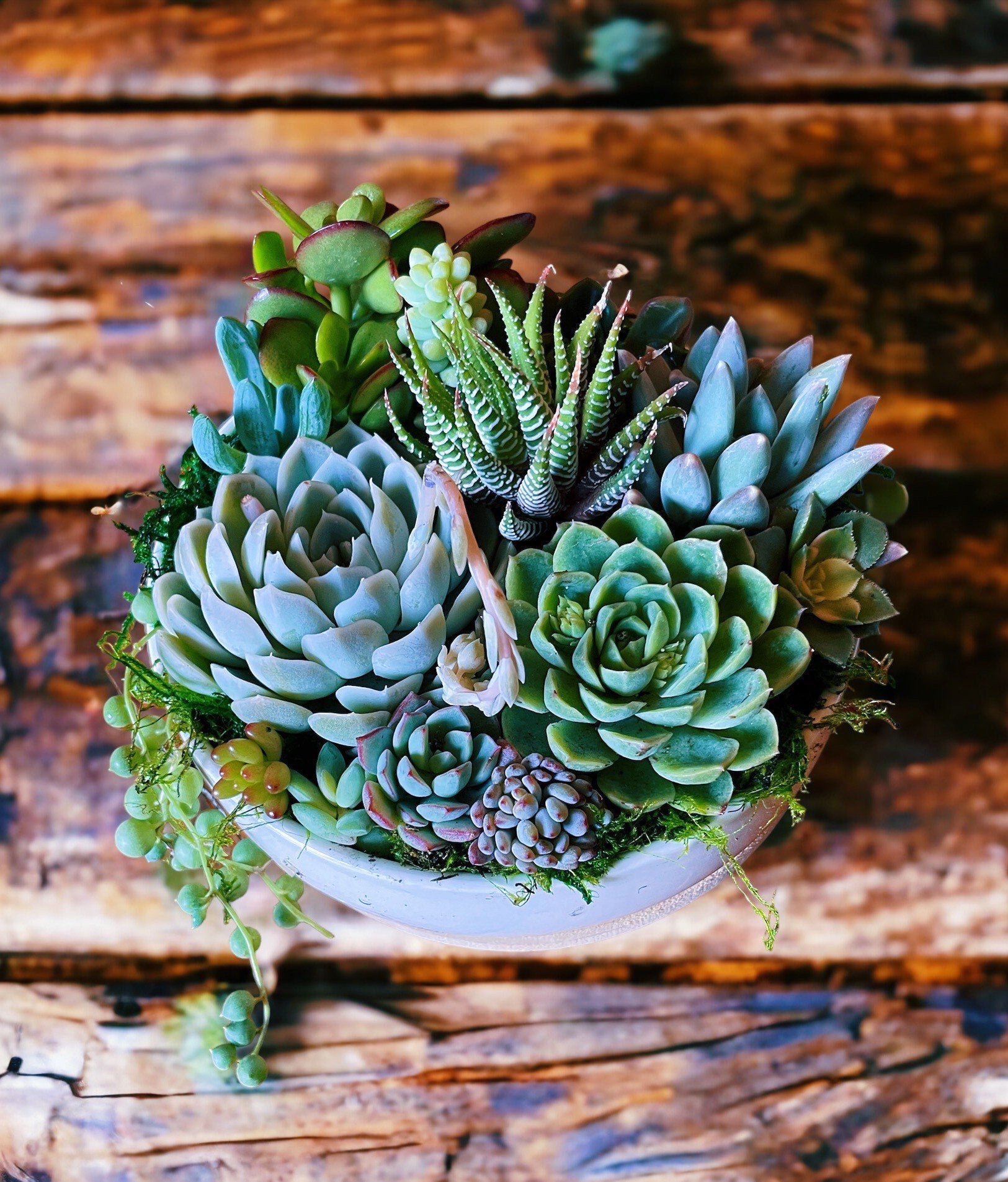 Succulent Arrangement in White Ceramic Pot with Bamboo Tray