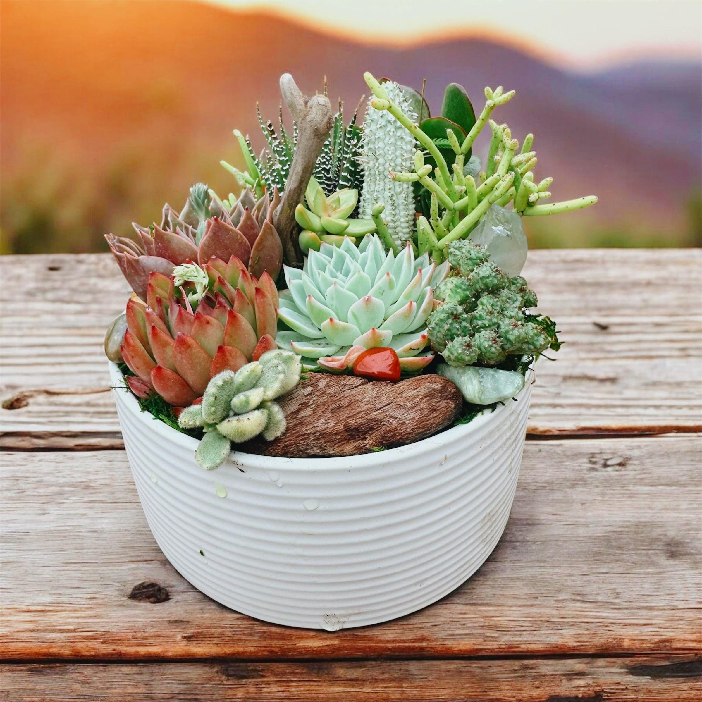 Desert Cowboy Succulent & Cactus Arrangement with Driftwood and Stones – Western Inspired Succulent Bowl, Southwest Home Decor