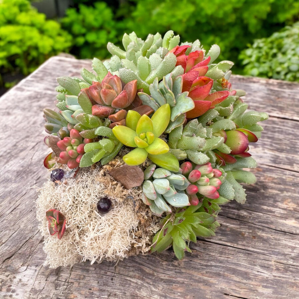 Mini Succulent Hedgehog Planter