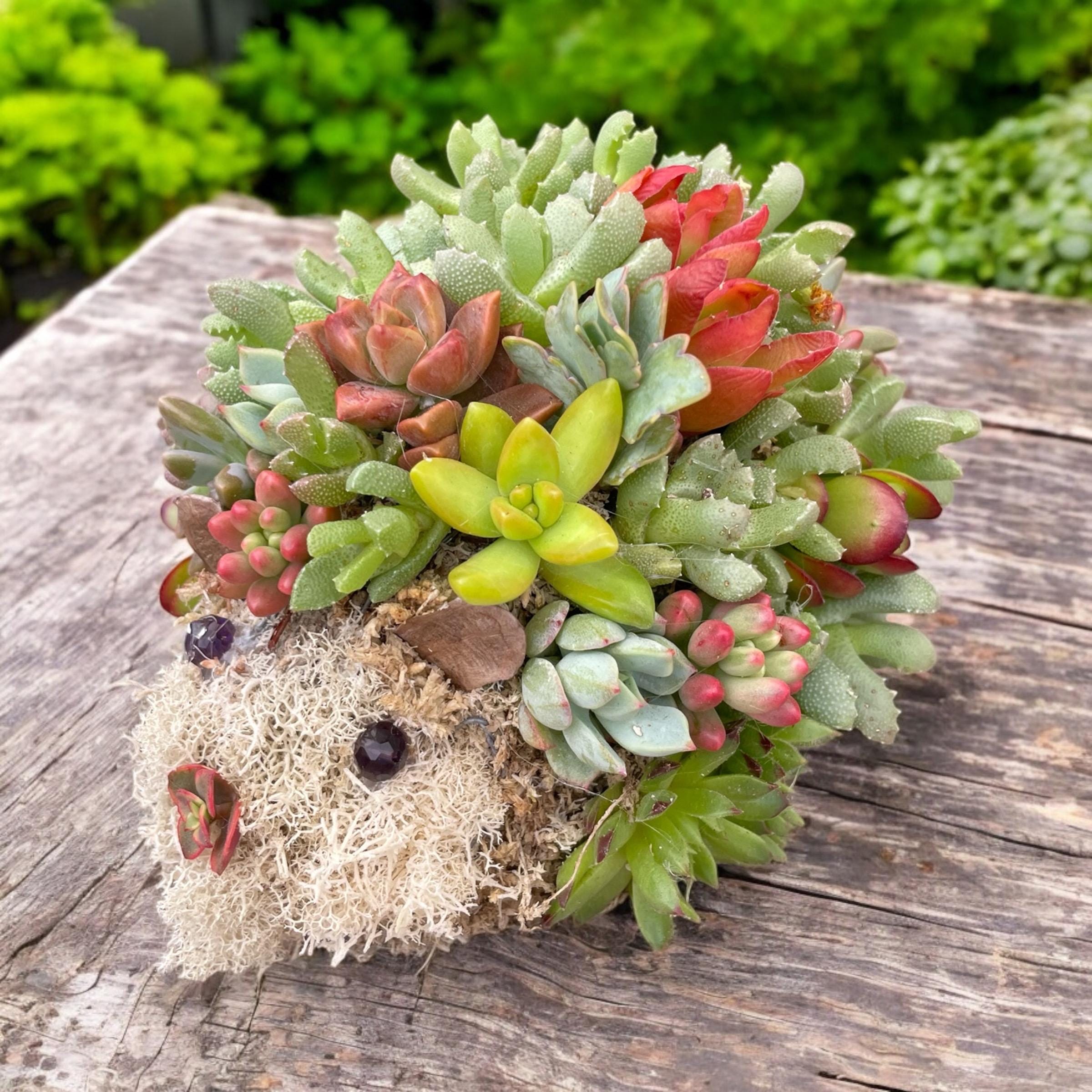 Mini Succulent Hedgehog Planter